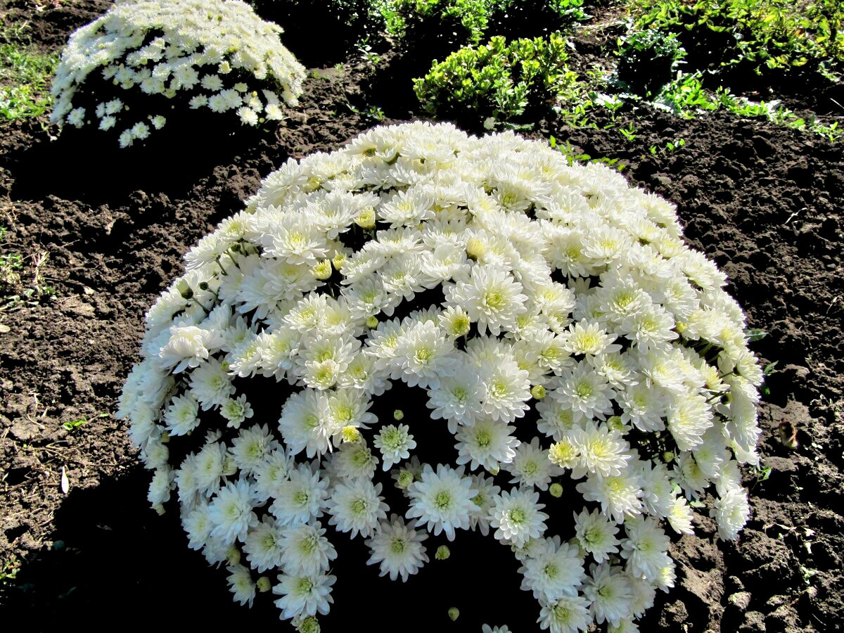 560d70_73aef887e0a34b959042dd2a5df52765~mv2