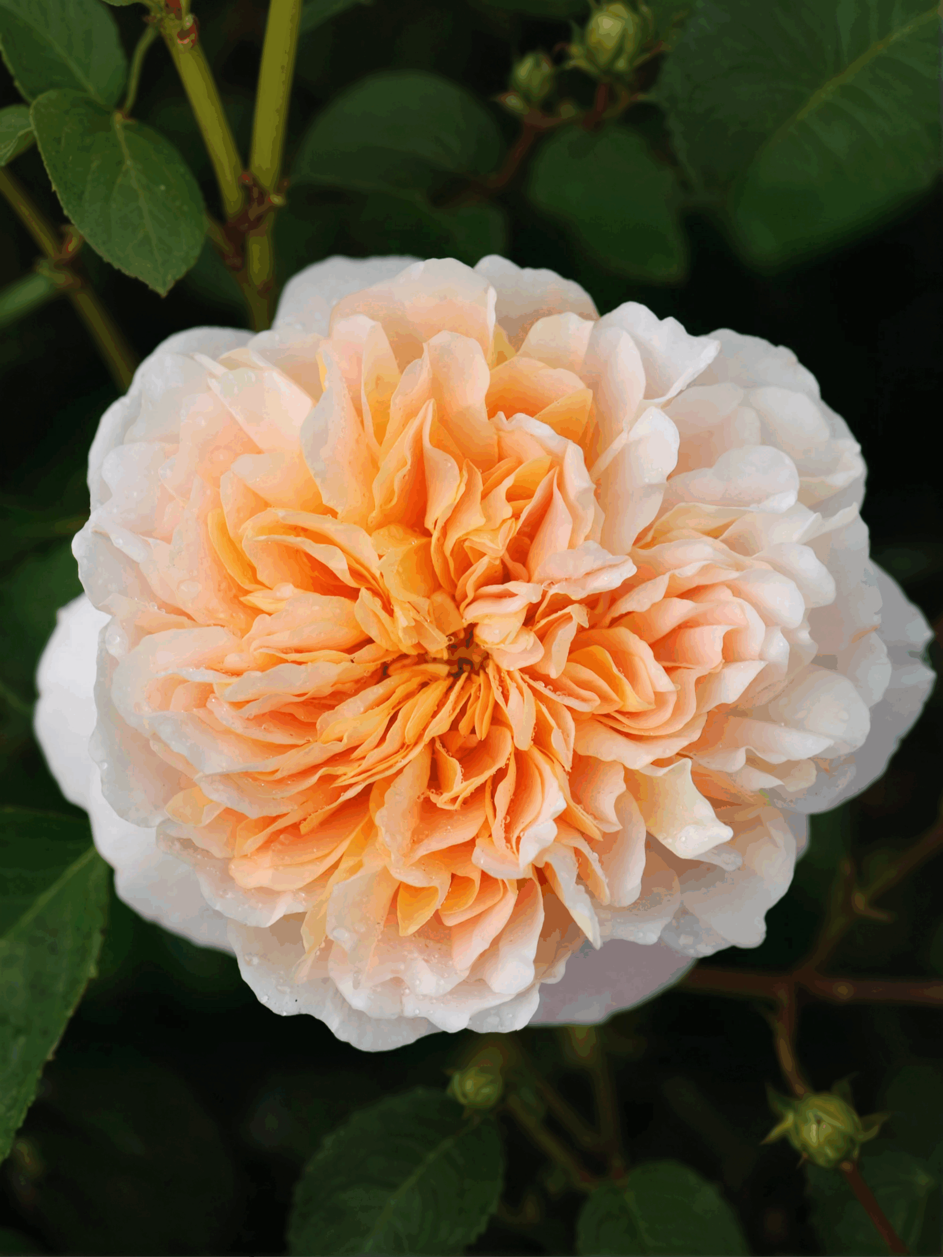 11b43618be32d7b38bd4f551fe83bd34_bf10919e-90e7-4d3d-bb28-7b403cc8aa17_edited_edited