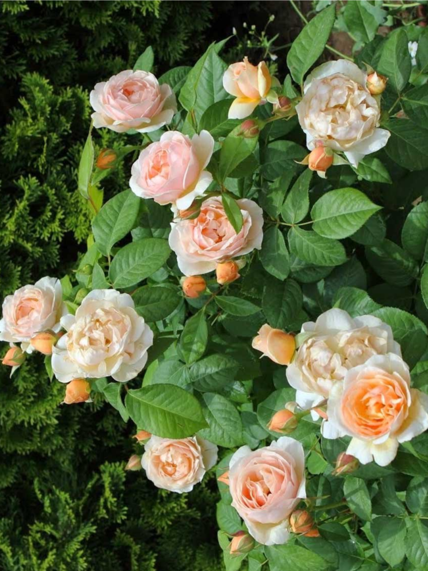 1629914076_31-oir-mobi-p-roza-san-susi-tsveti-krasivo-foto-36_edited_edited