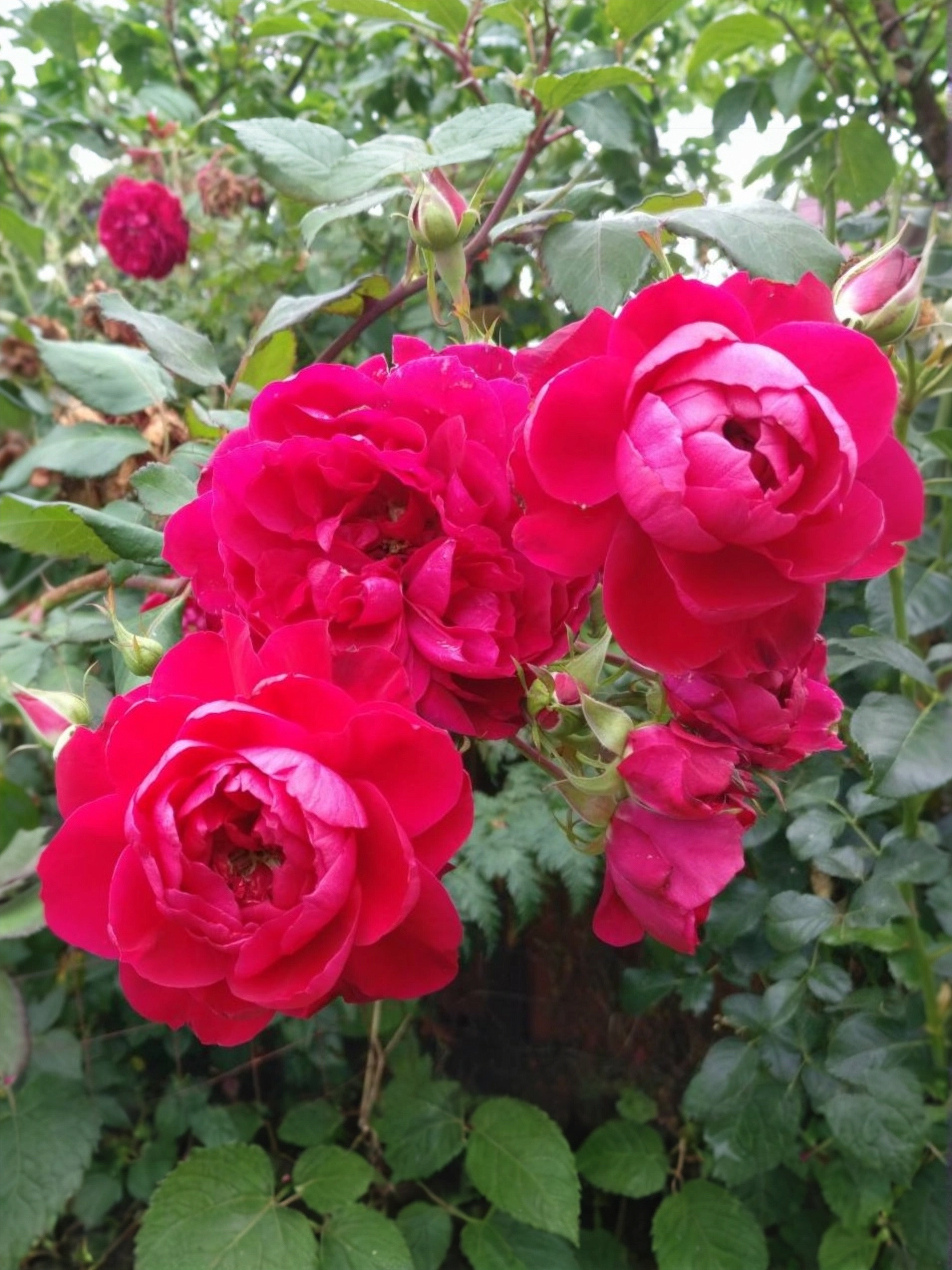 1637311554_2-pro-dachnikov-com-p-roza-kvadra-kanadskaya-parkovaya-foto-2_edited_edited