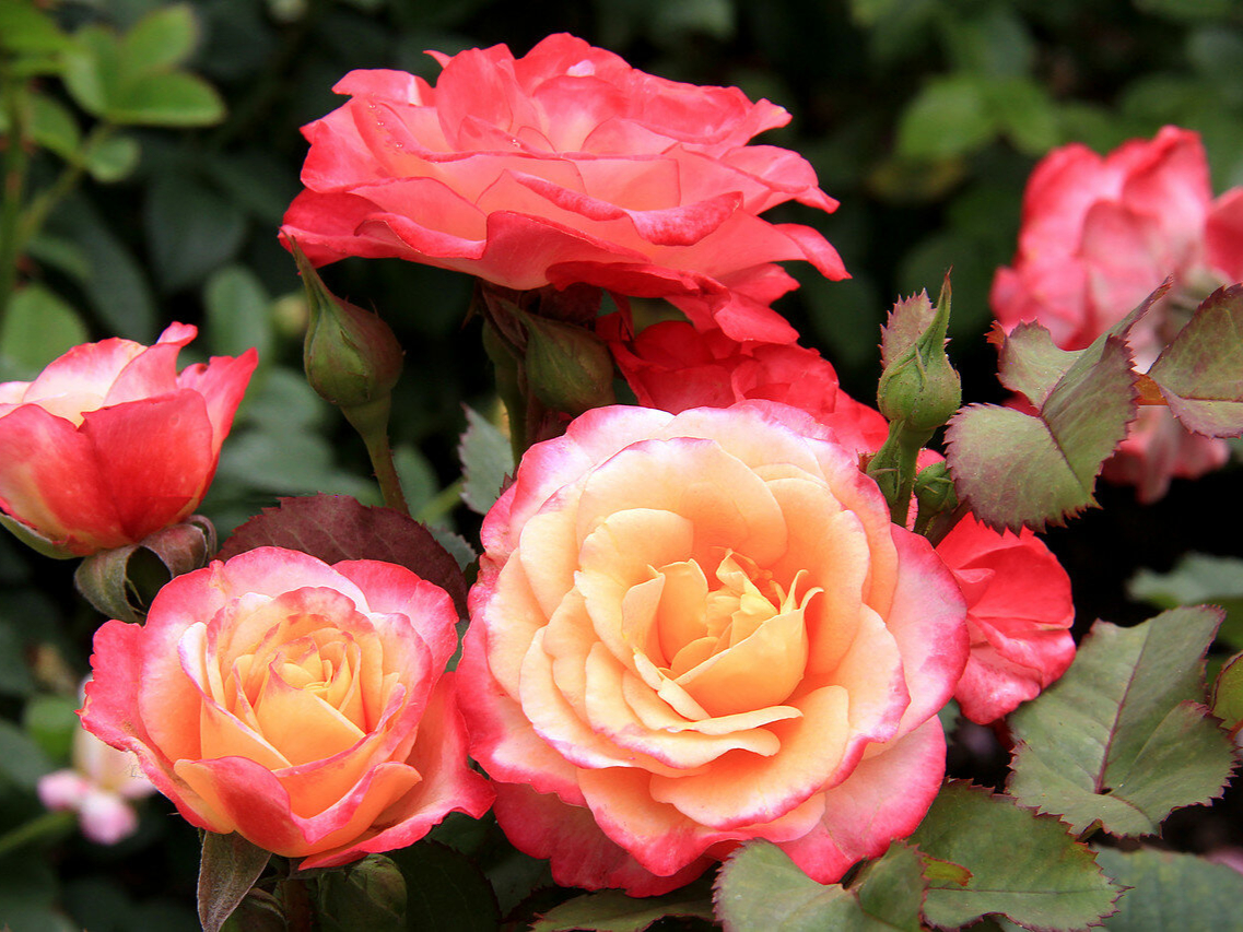 1650169394_1-vsegda-pomnim-com-p-roza-marsel-foto-1_edited