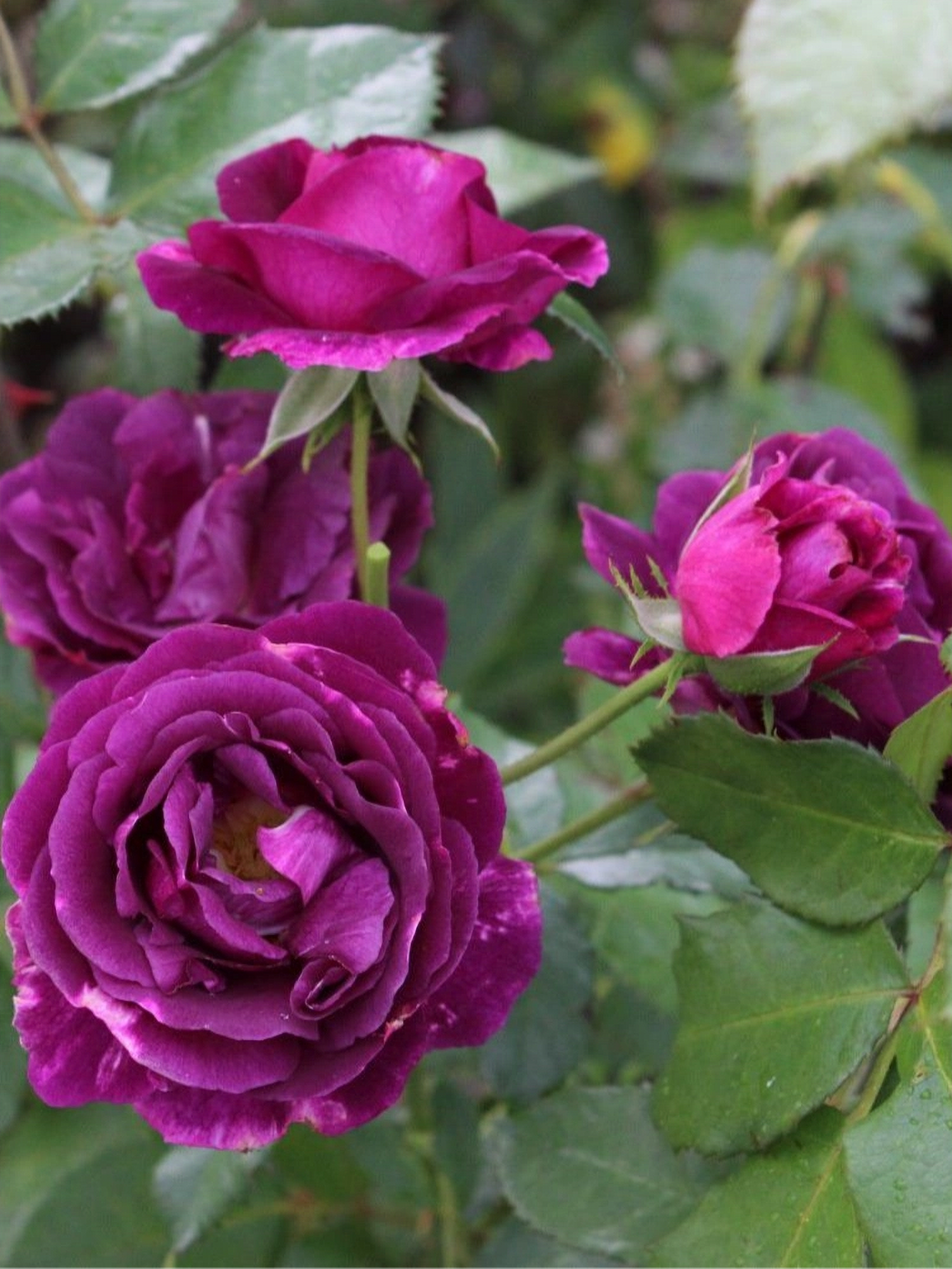 1650304665_67-vsegda-pomnim-com-p-roza-shanti-chaino-gibridnaya-foto-70_edited_edited