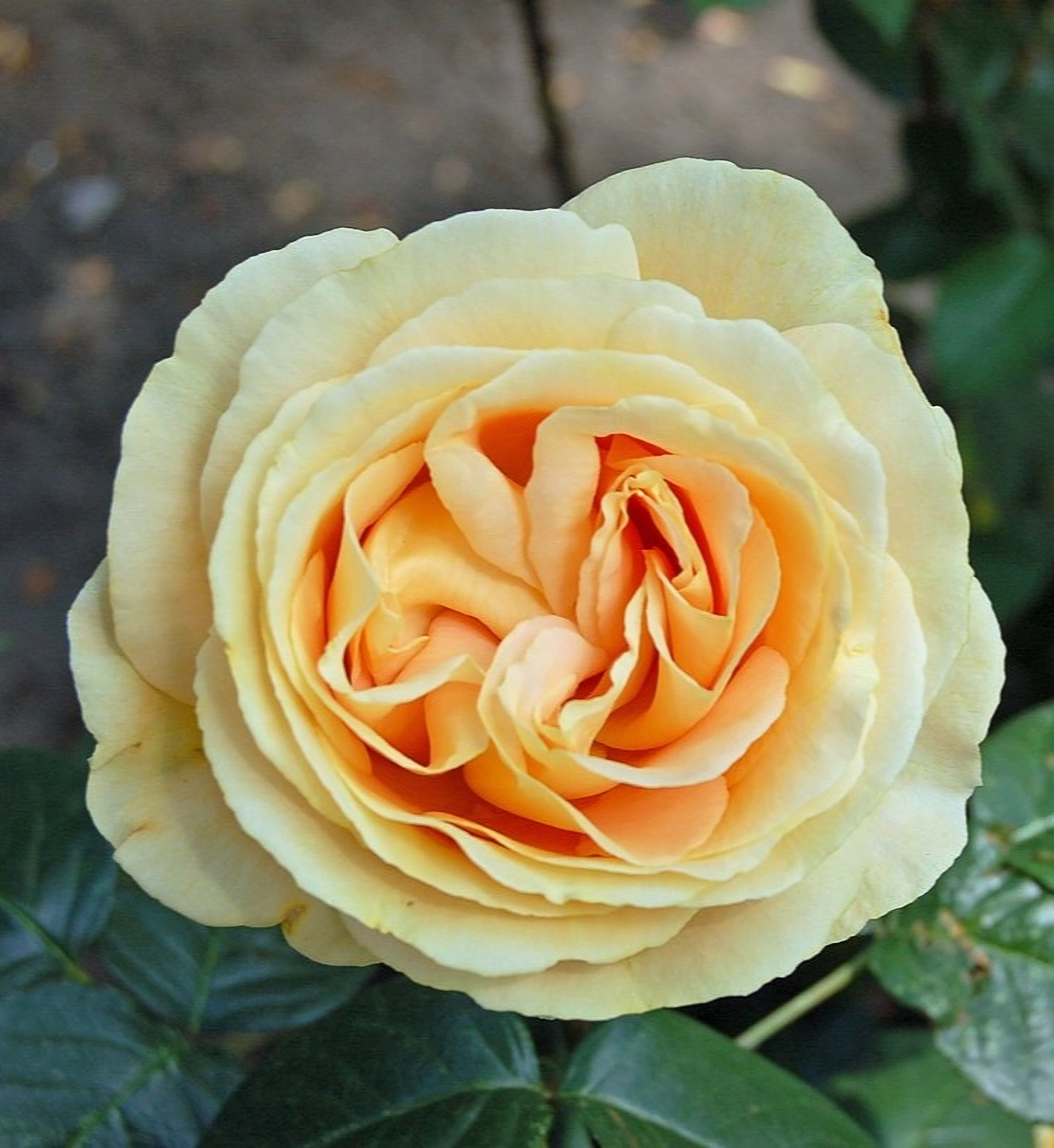 1650356631_16-vsegda-pomnim-com-p-roza-candlelight-foto-18_edited_edited