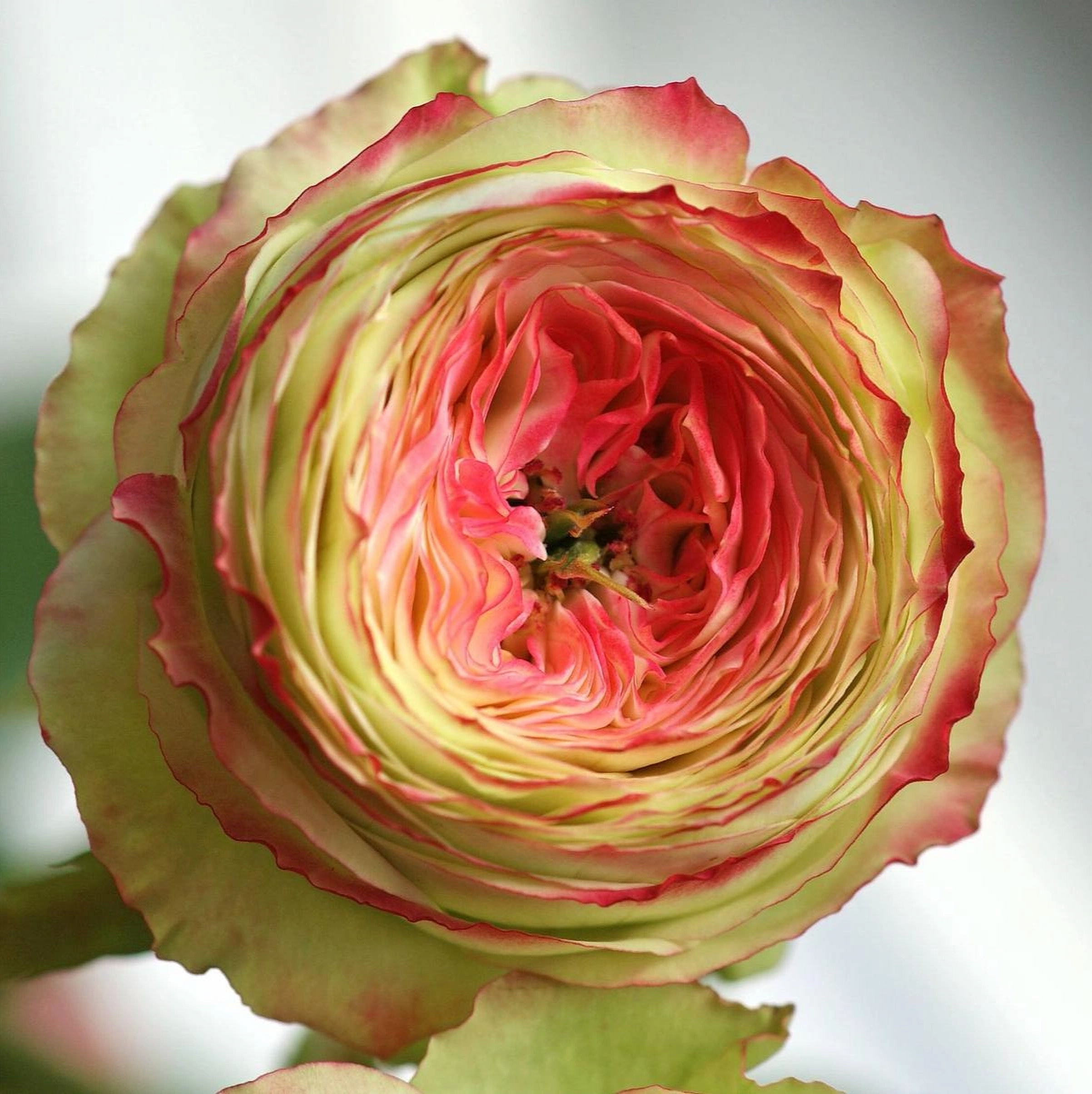 1650406151_13-vsegda-pomnim-com-p-roza-latina-foto-14_edited