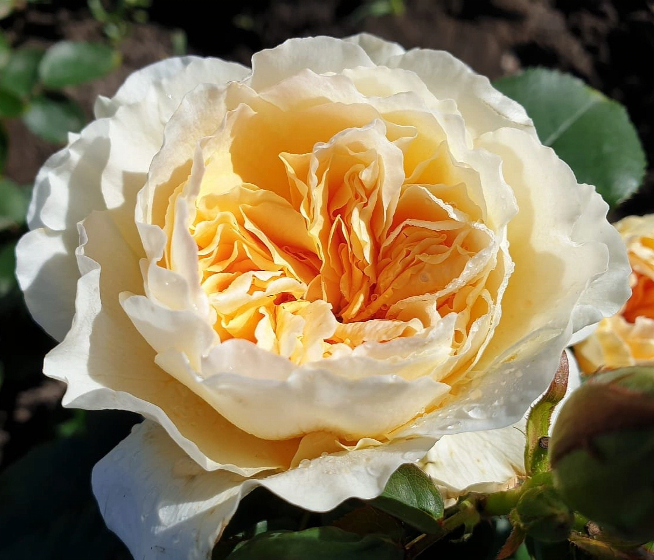 1674665468_dubabah-club-p-likukhotalu-roza-krasivo-2_edited