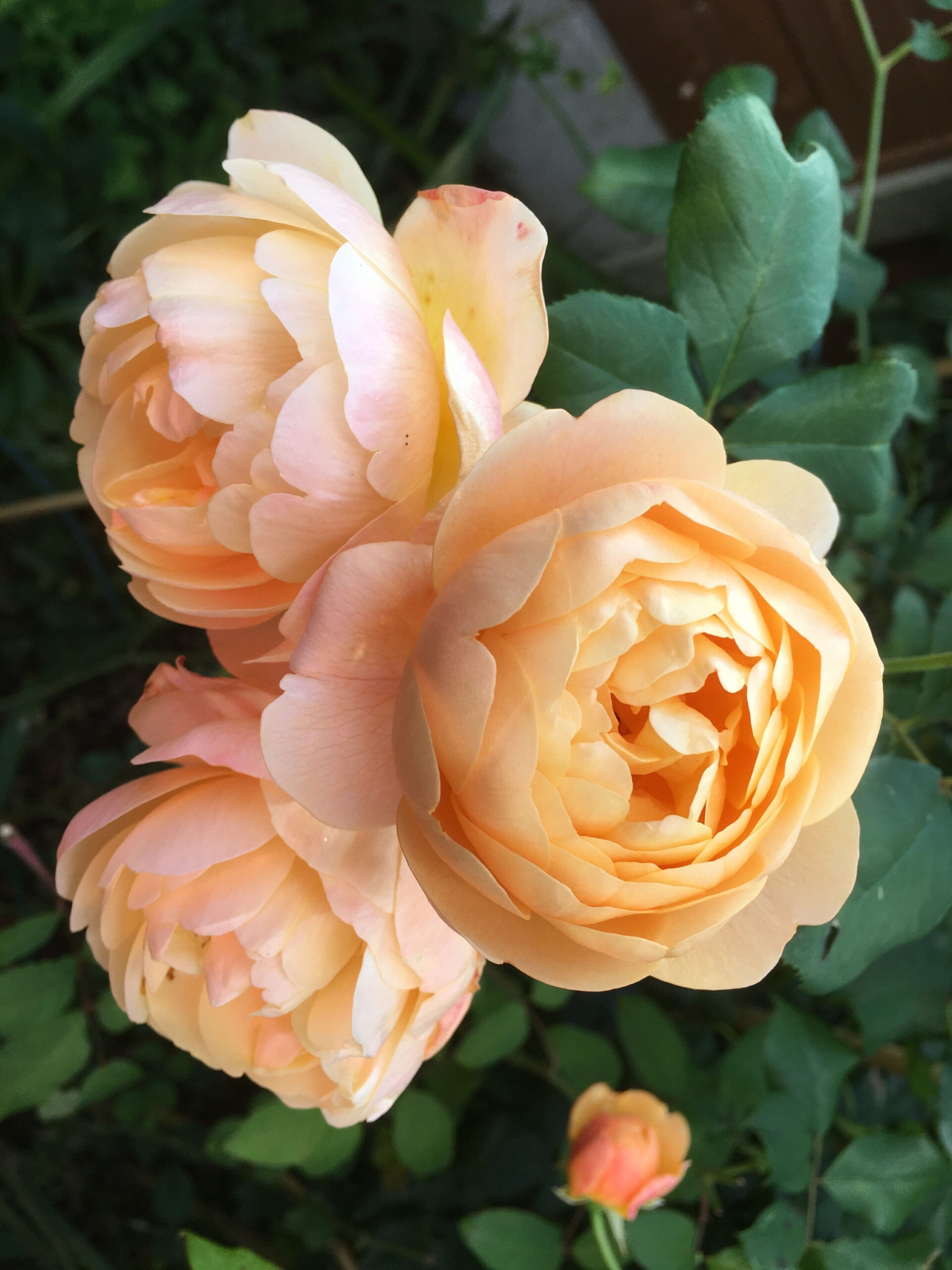 1675266798_dubabah-club-p-roza-angliiskaya-roald-dal-oboi-1_edited