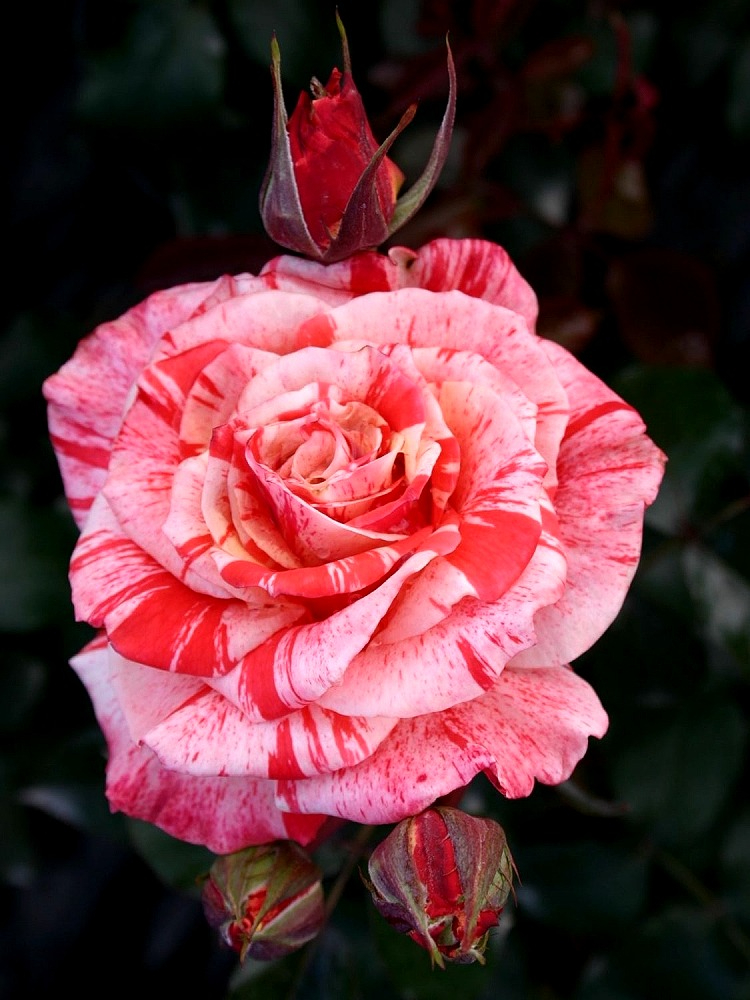 191125232526__edited_edited