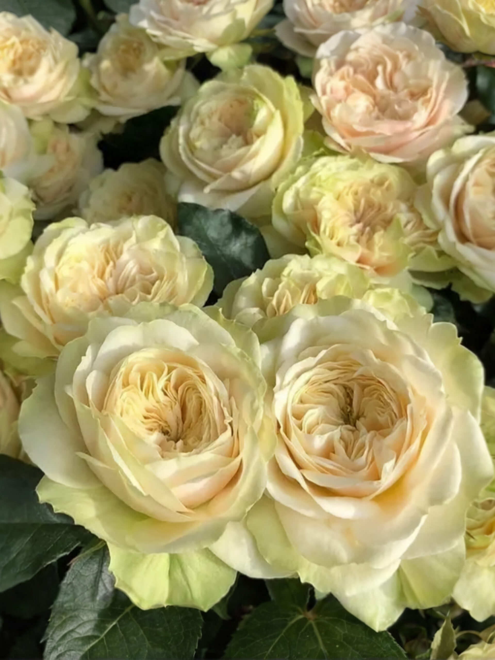 20220530_002044-scaled_edited