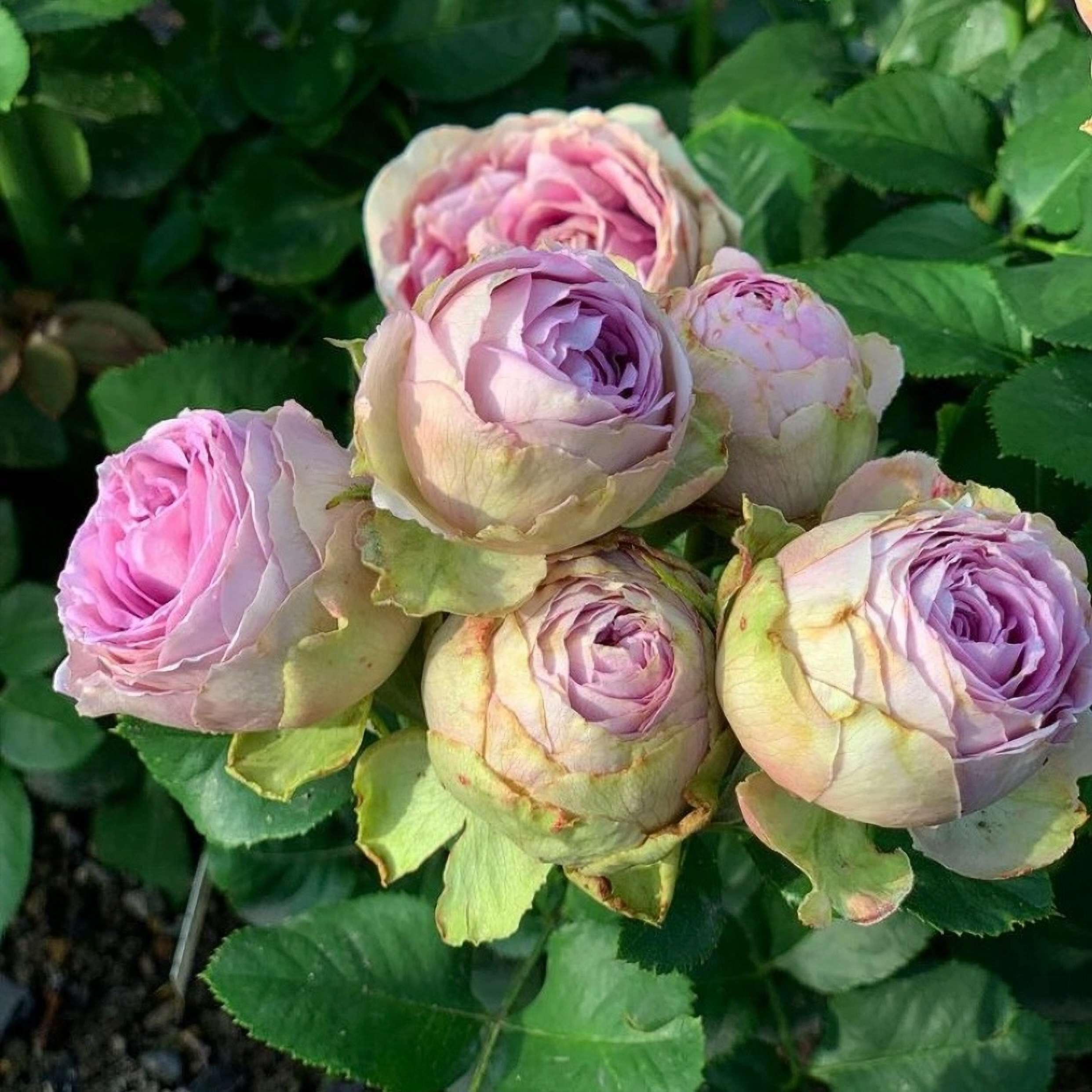 24e1d203b3146cbdb3db3c70866b1506_edited