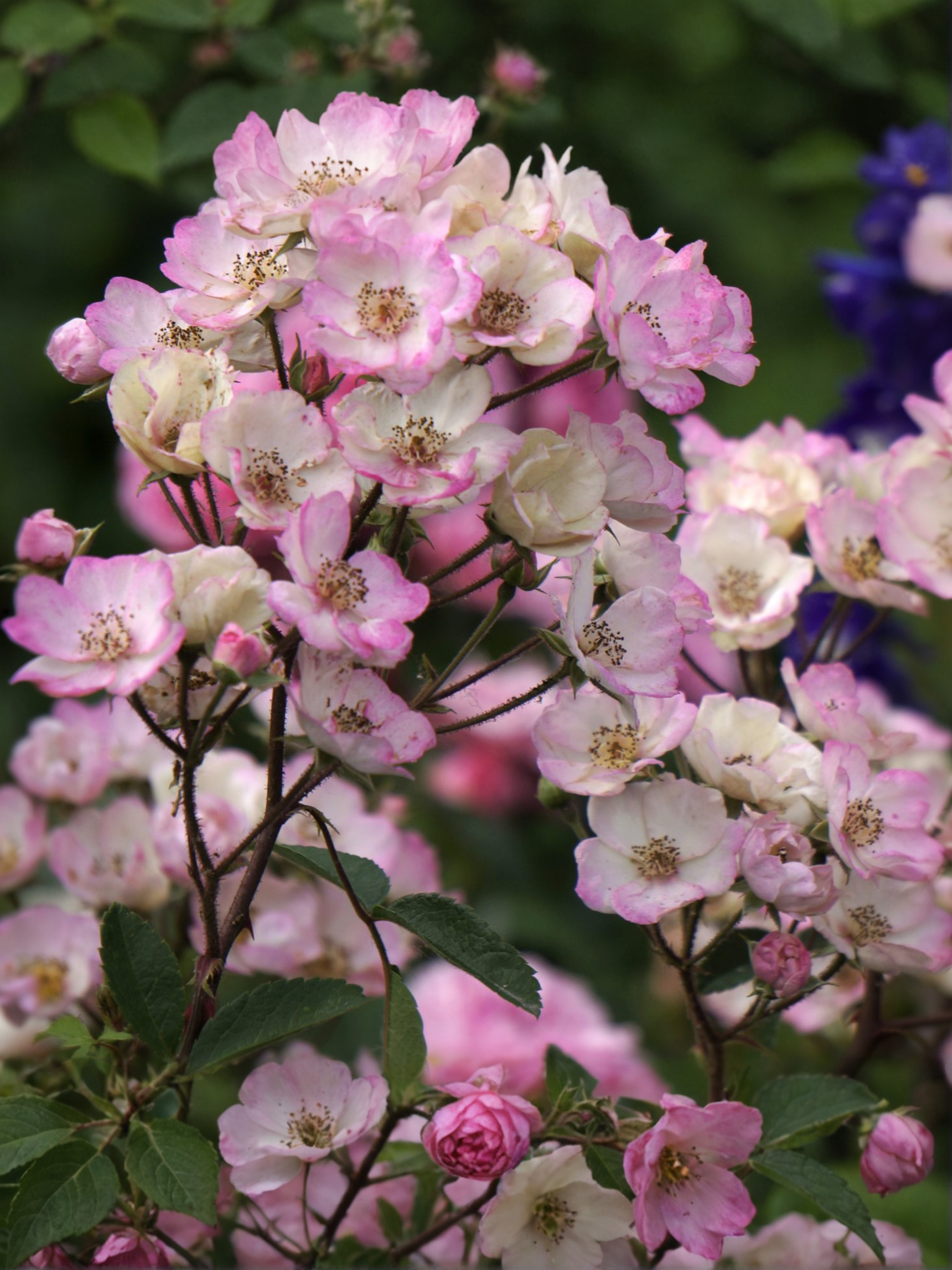 5d05360eb4255_dsc0066-scaled_edited