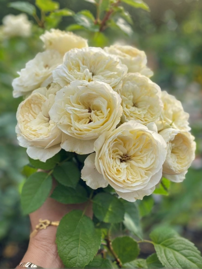 6378ca5aefe18_edited