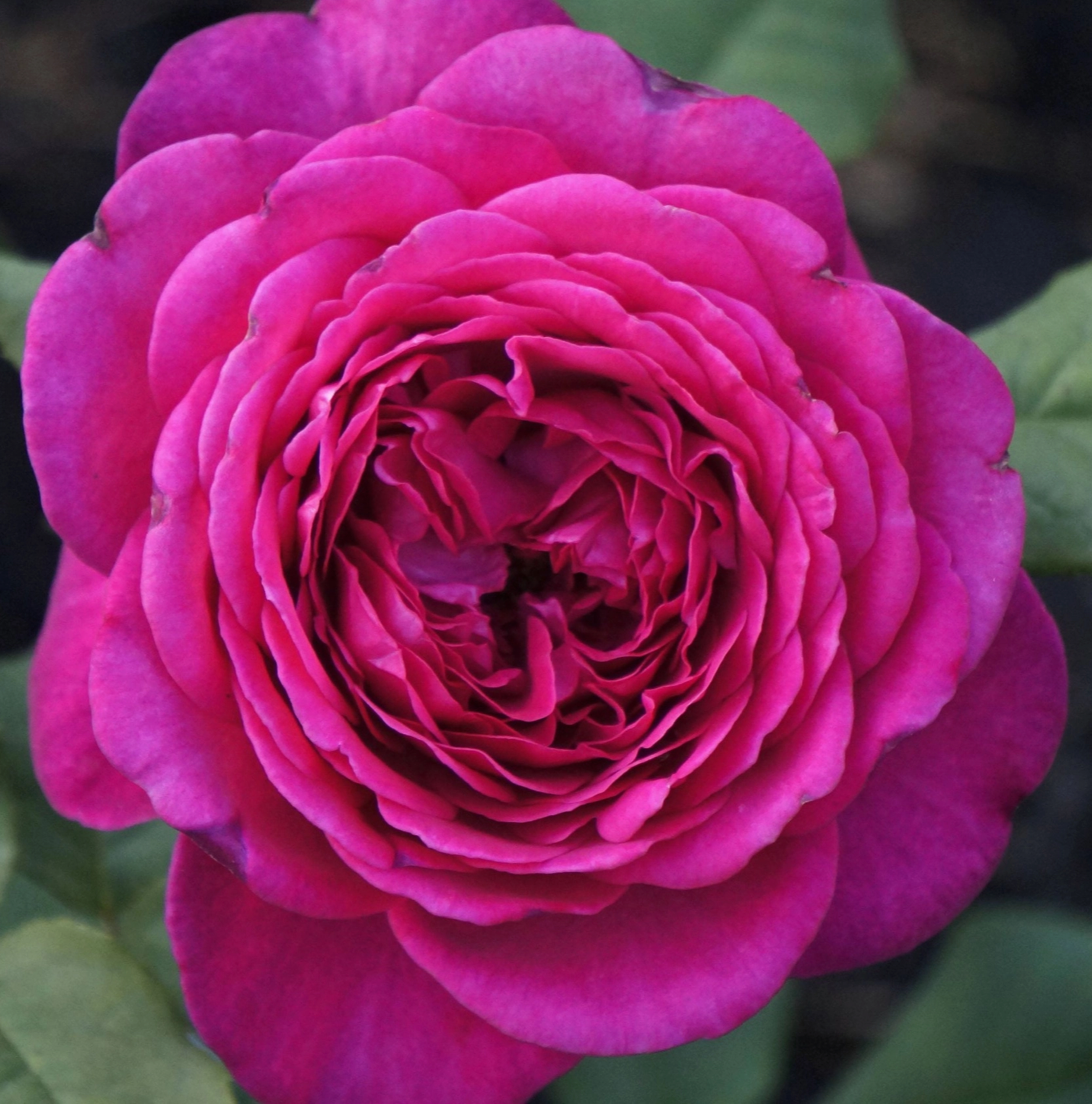 6672a2cb2234a259dbfb0b309ab43e1a_edited_edited