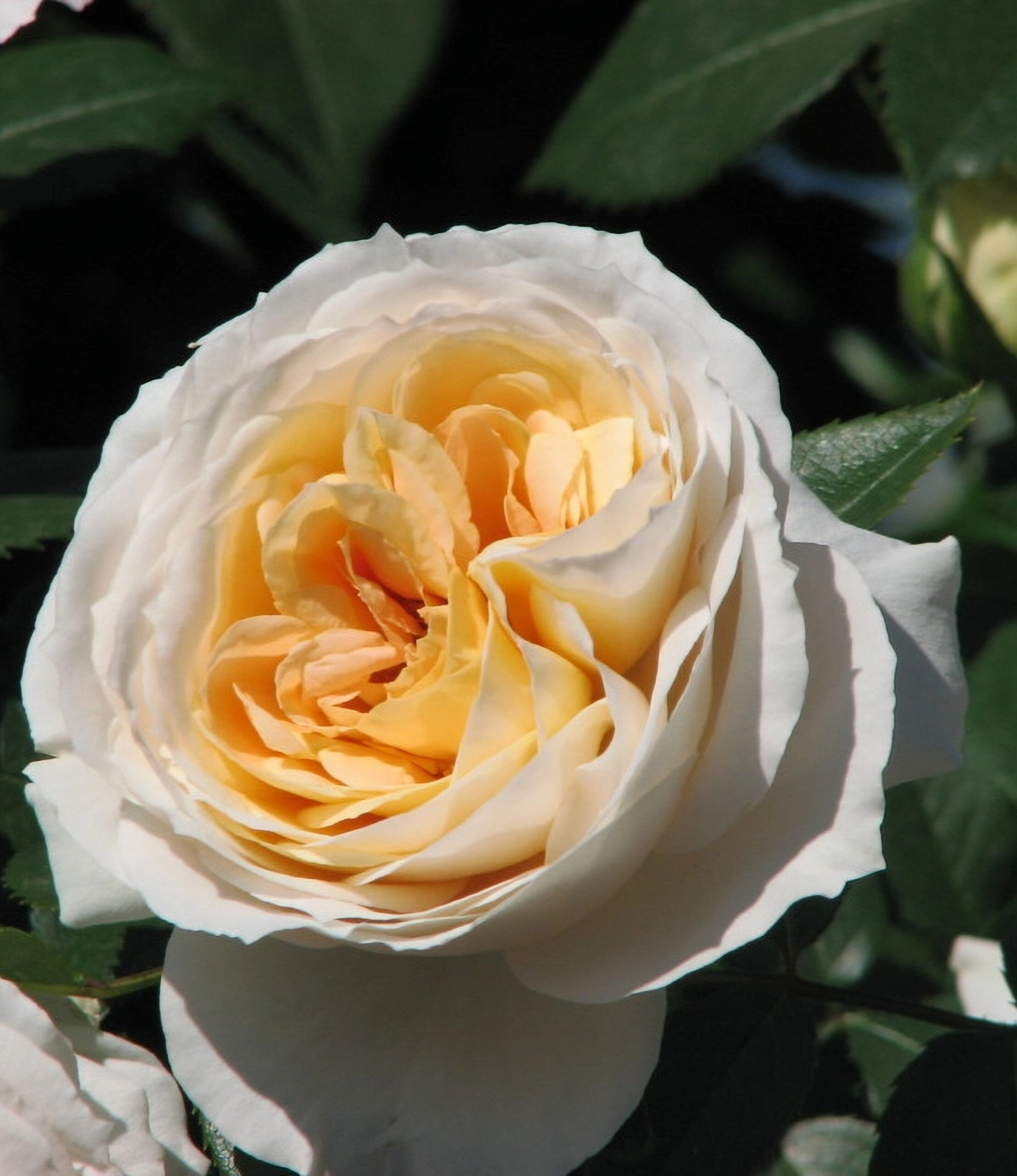 697ca192fd54f8afd81850f7edd34936_edited