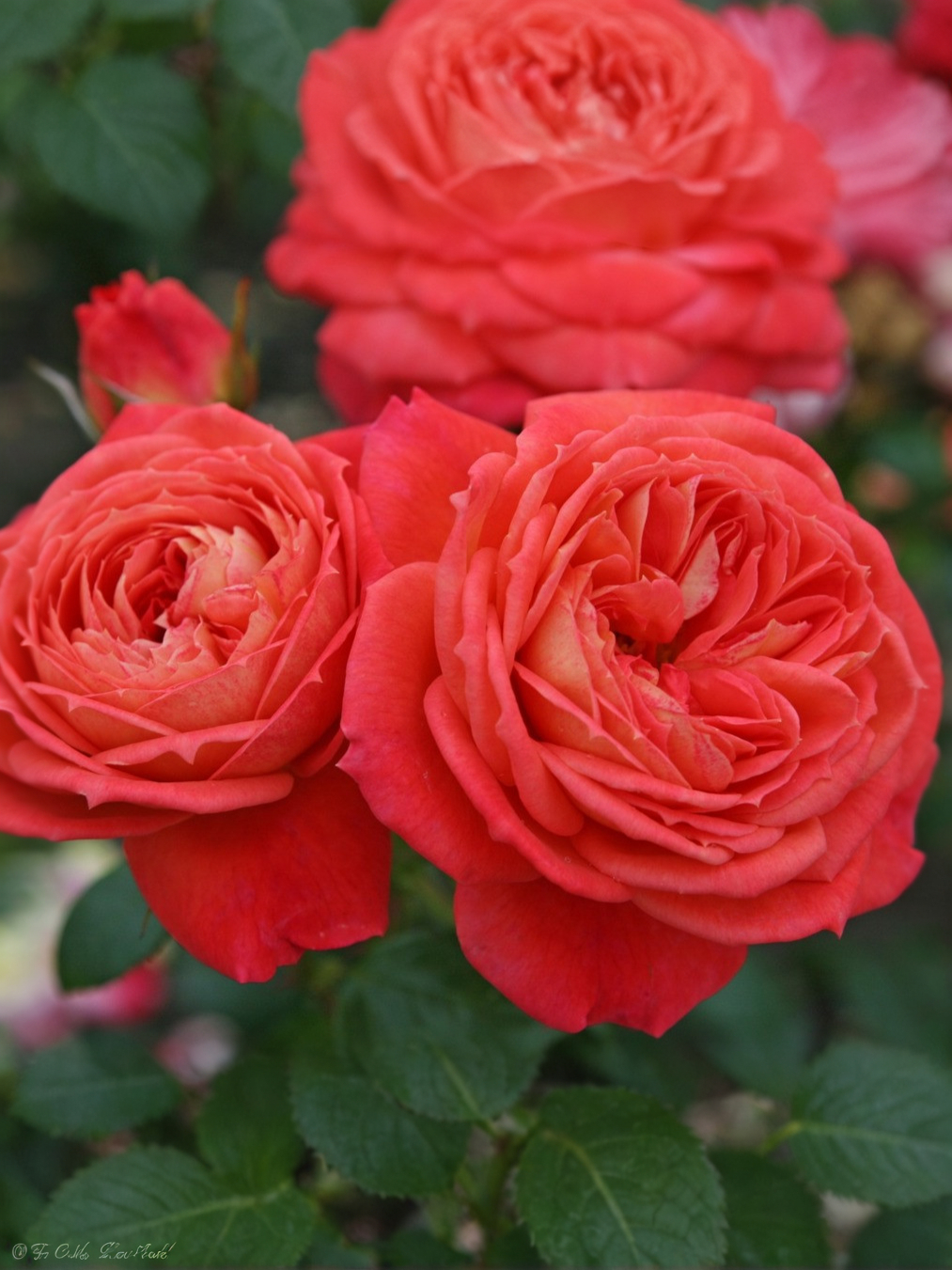 729883472_roza-floribunda-kuin_edited
