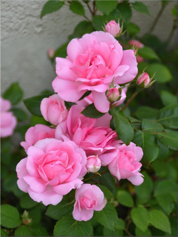 8b5af5872782342c8e901c3ba49b805a_edited_edited