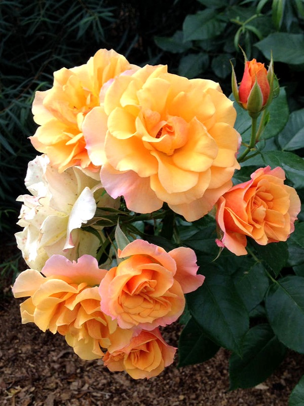 961-tekila-tequila-_edited_edited