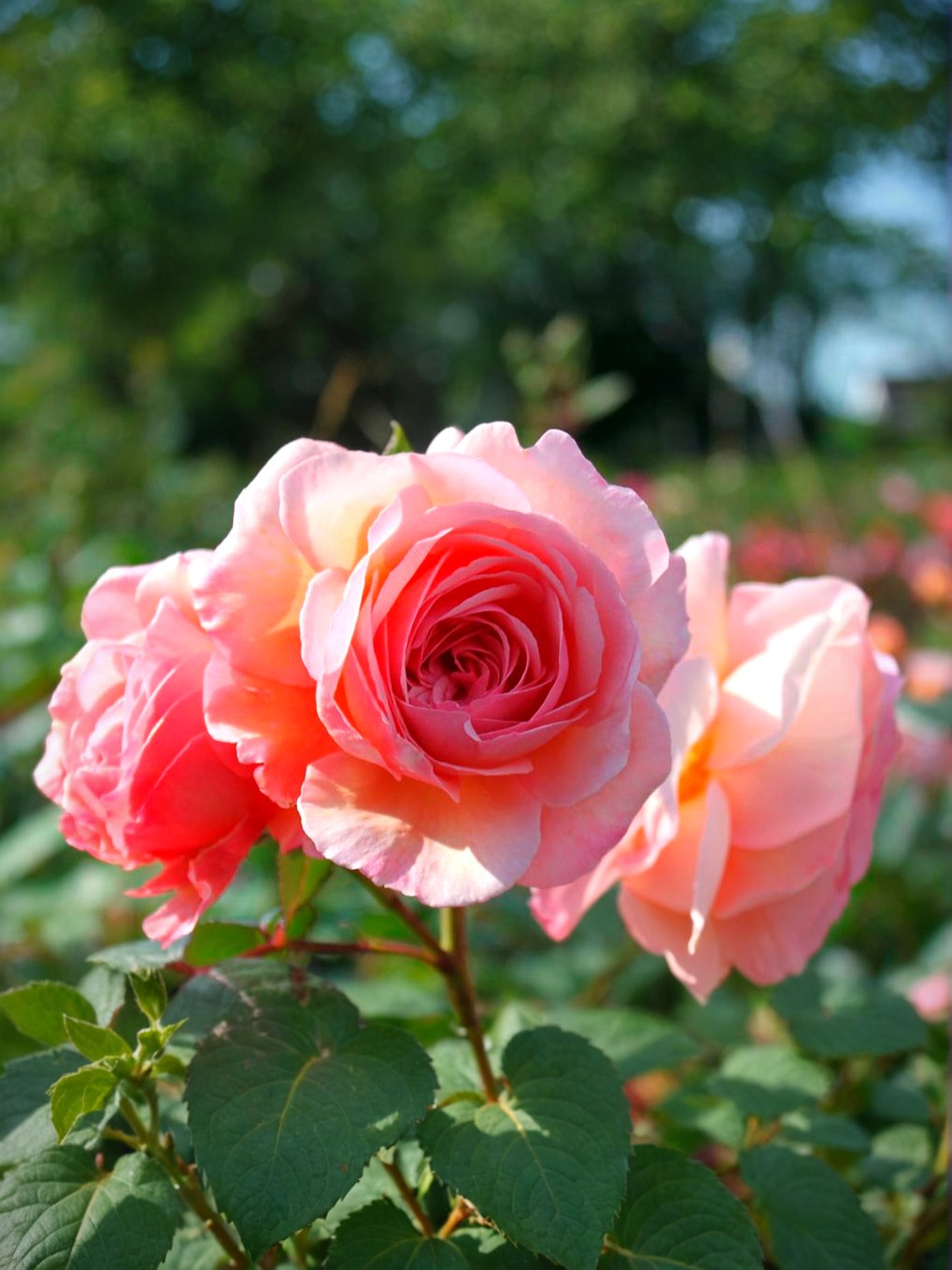 А Шропшир Лэд3