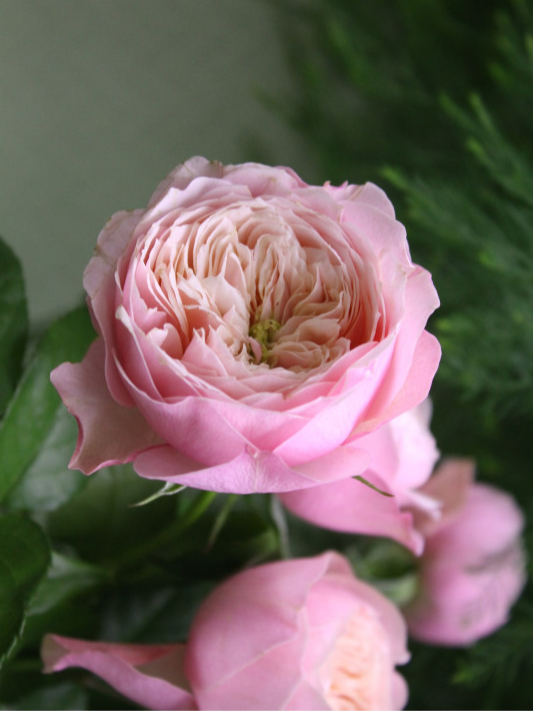 аббадство2_edited_edited