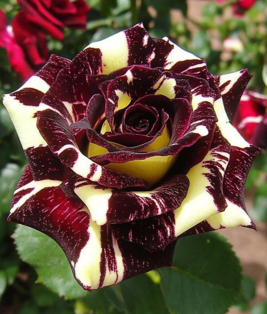 абра клаймбер2_edited_edited