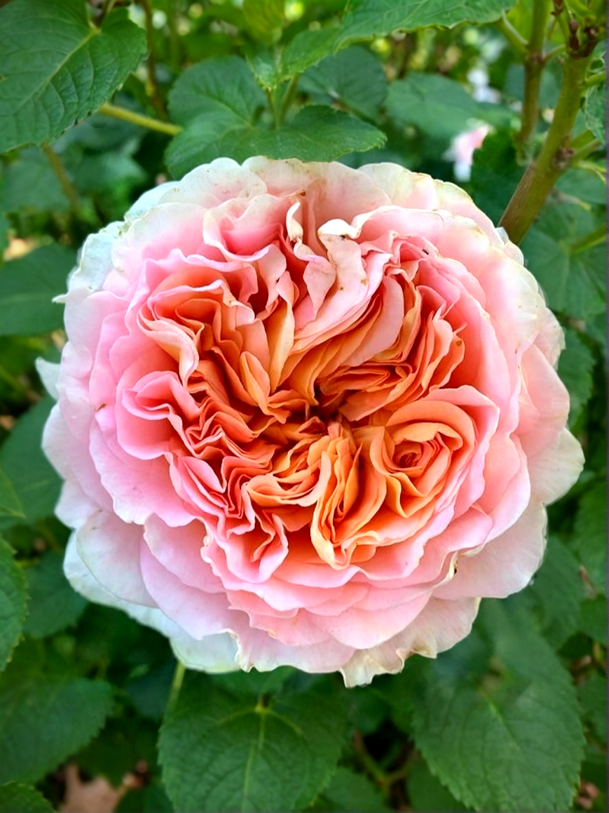 Абрахам Дерби