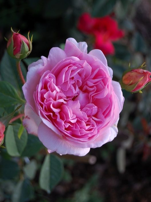 af2eab6af78b46b577be80c4ba412bee_edited