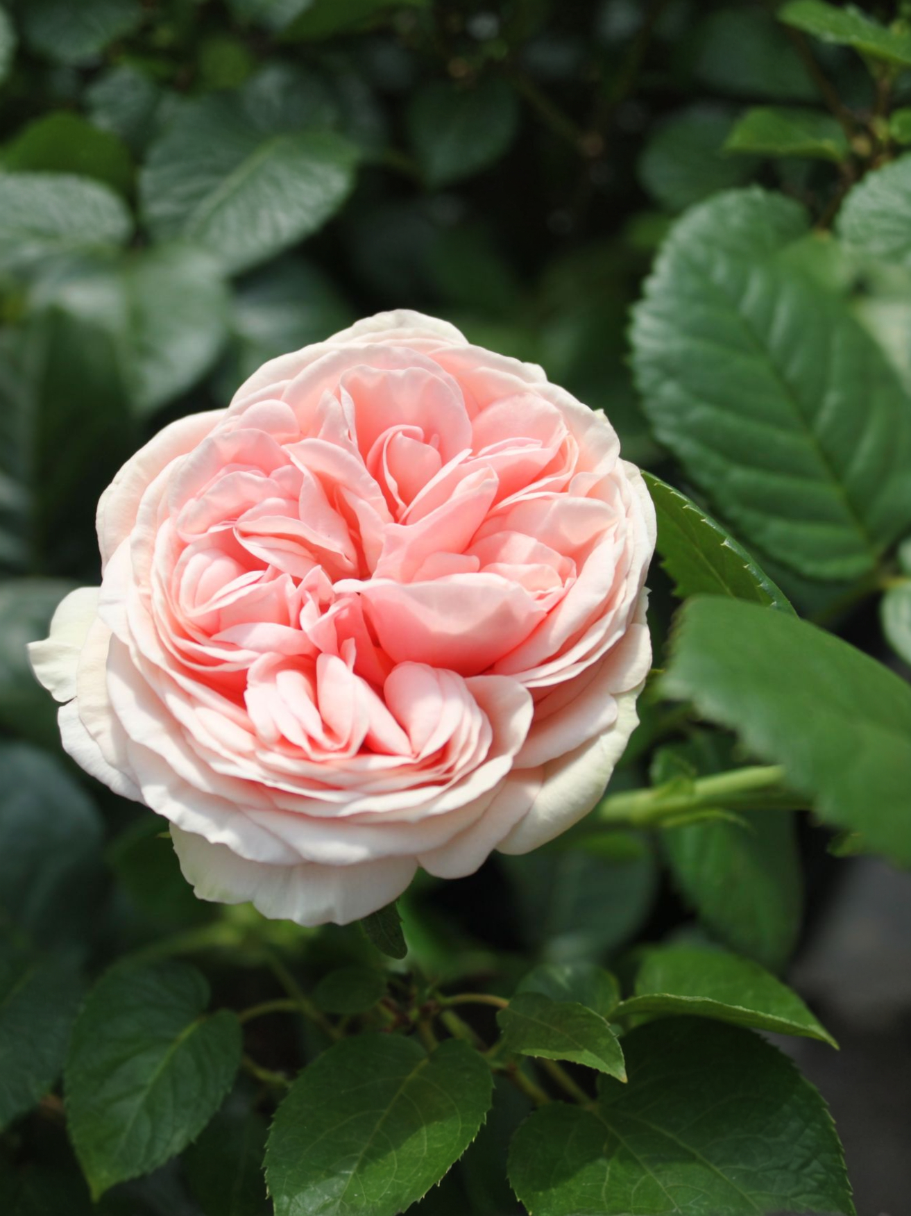 афродита 6_edited