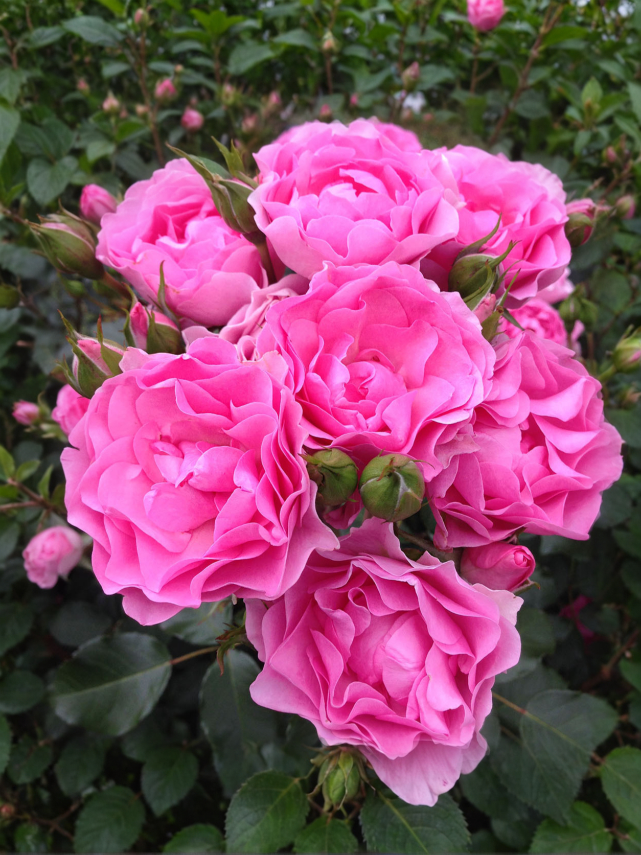 Ай эм Грейтфул