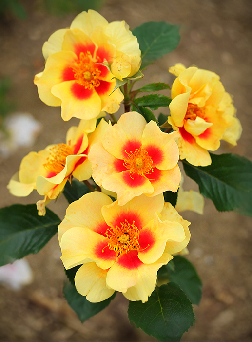 Ай оф зе Тайгер