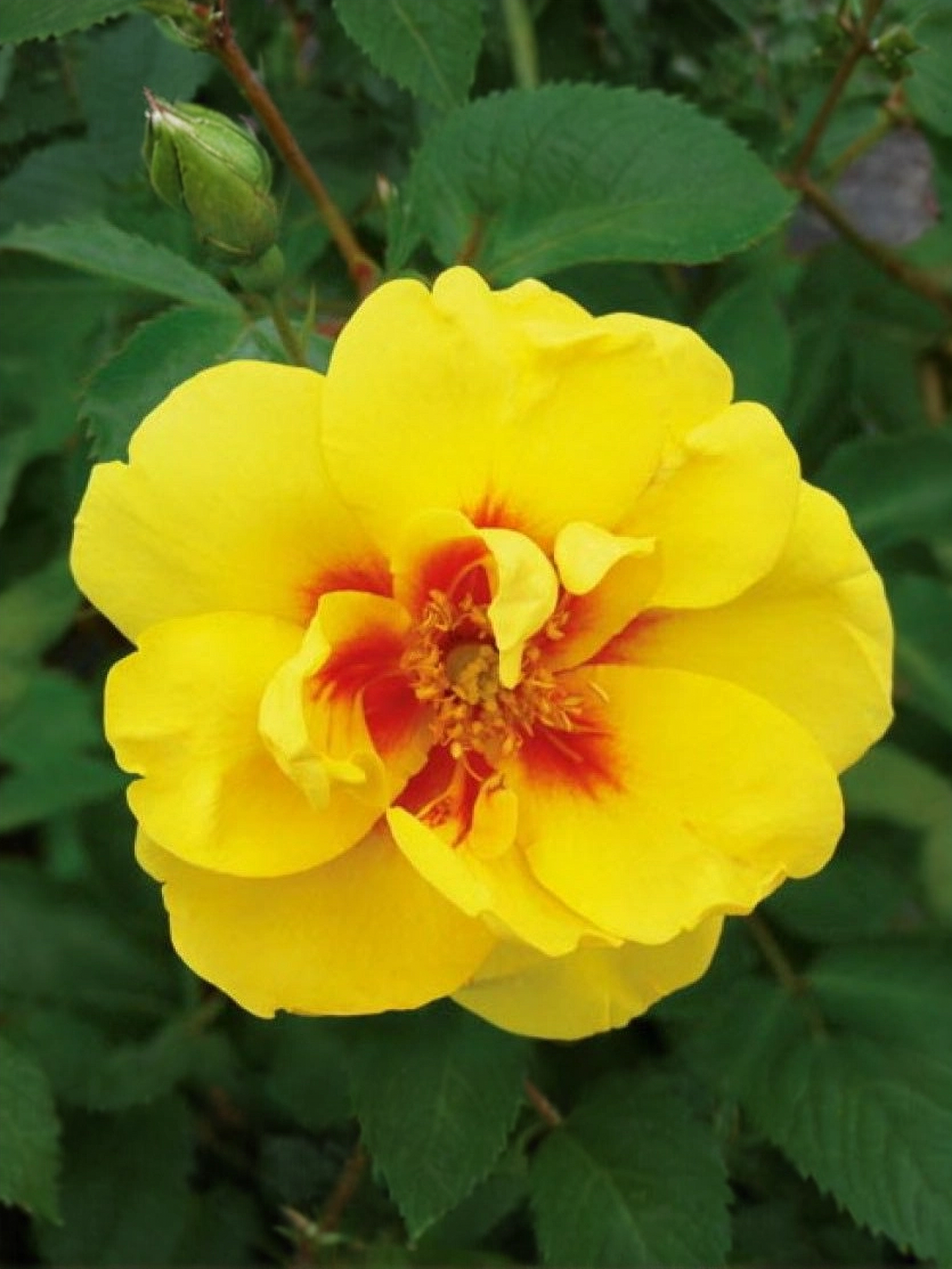 Айконик_edited