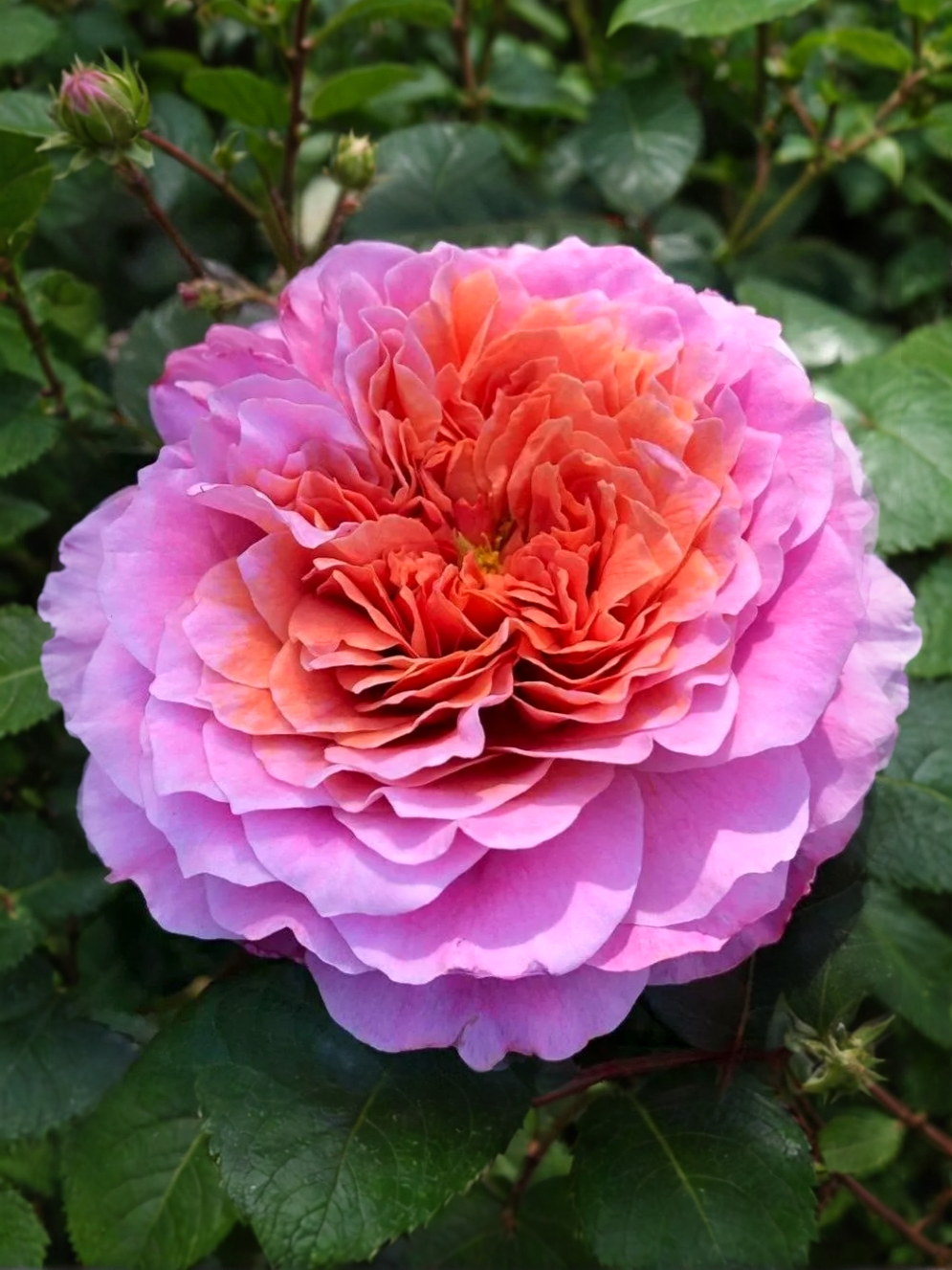 Айсфогель2_edited_edited