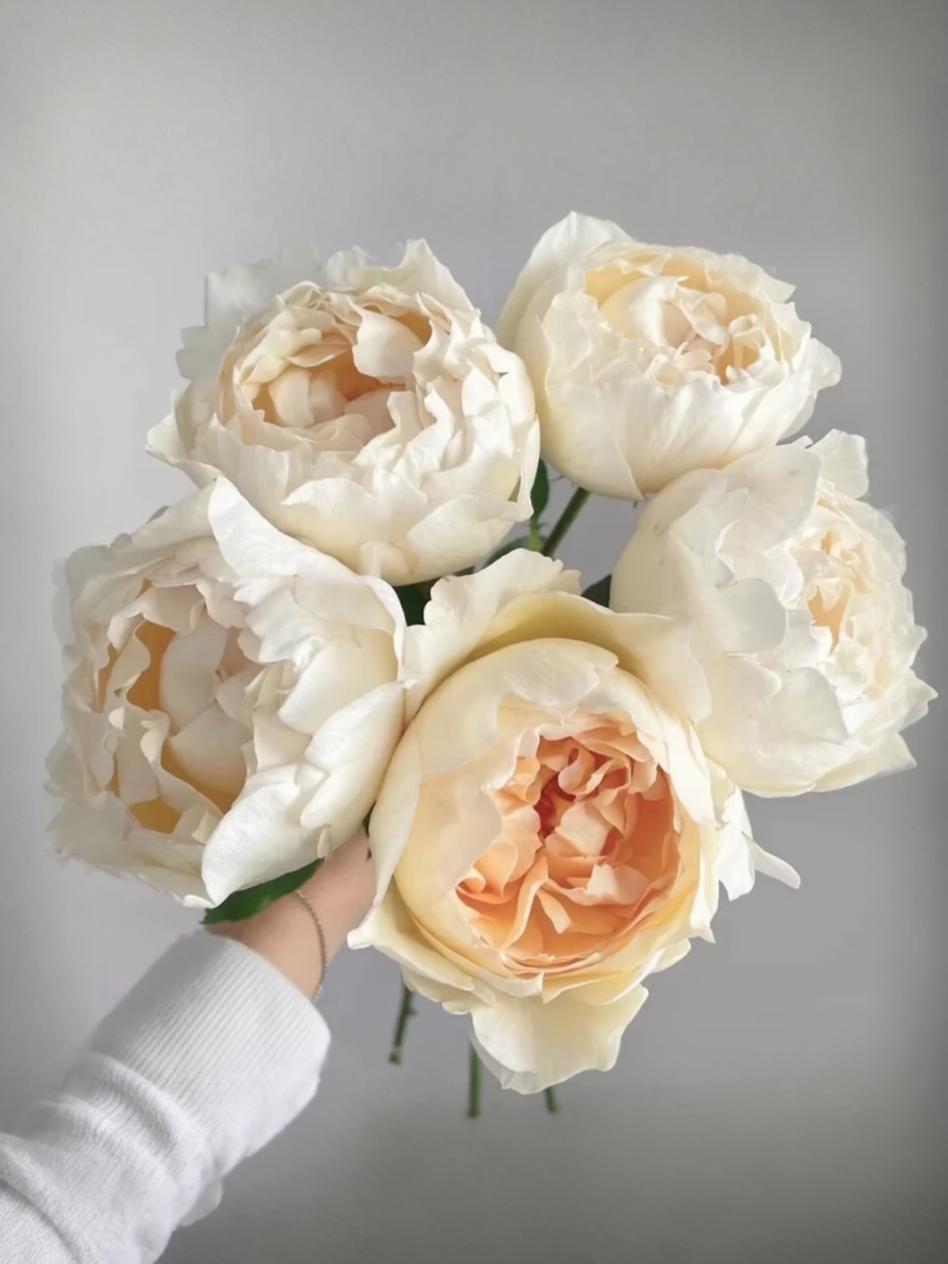 Айвори Ив Пьяже3