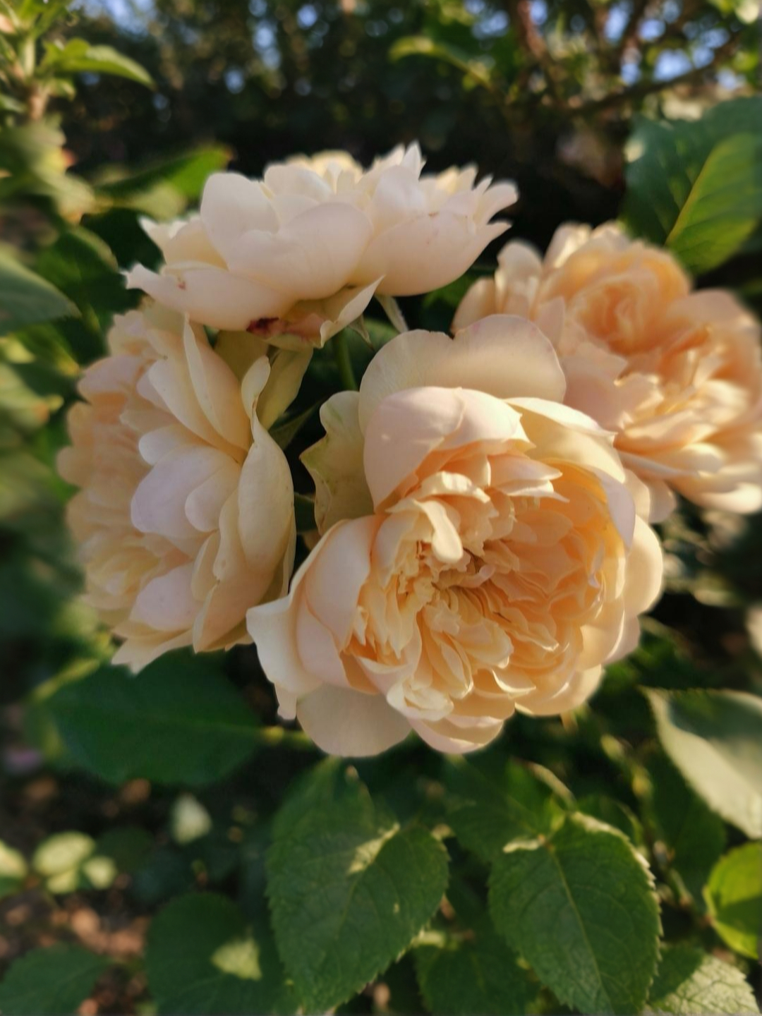 Акари_edited_edited