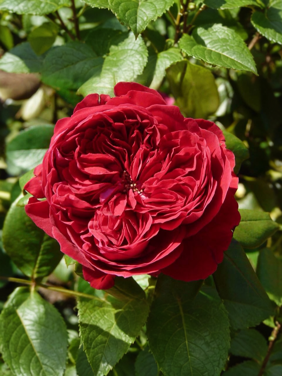 алан сушон_edited