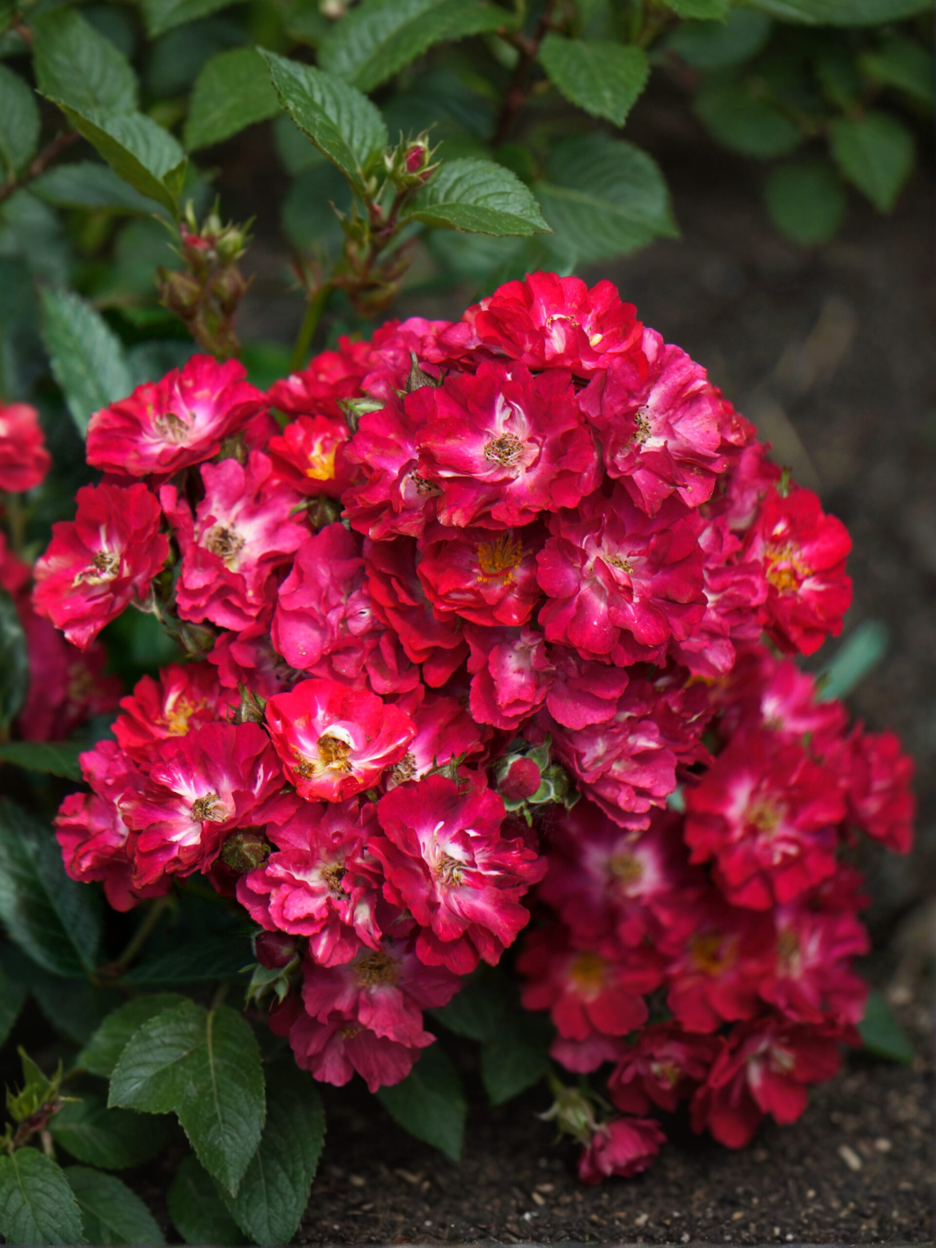 альберих_edited_edited