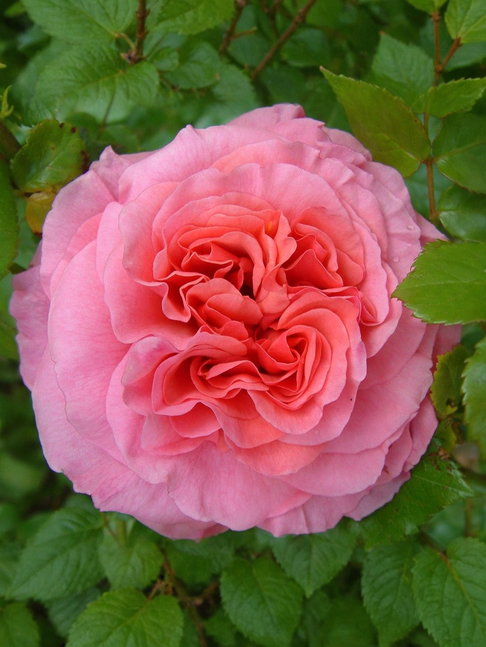 алоха бернер 1 _edited