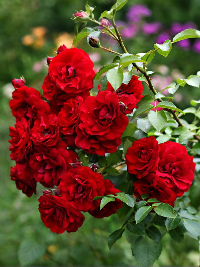 Амадеус2_edited