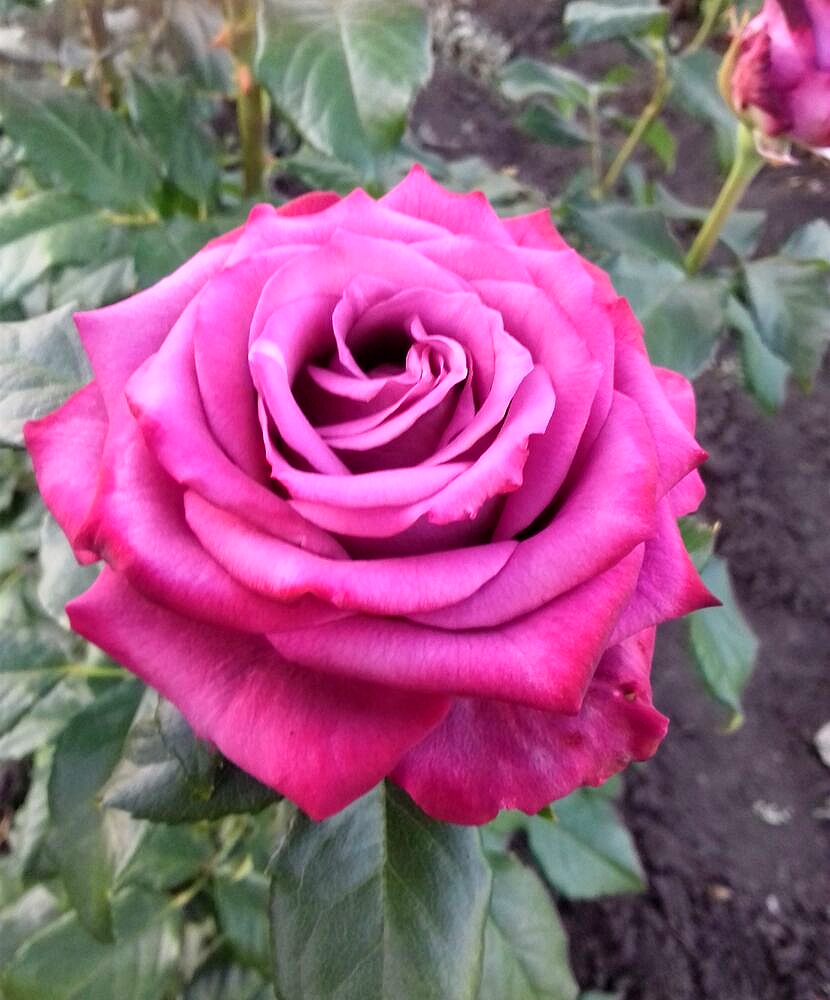 Аманда Блю_edited