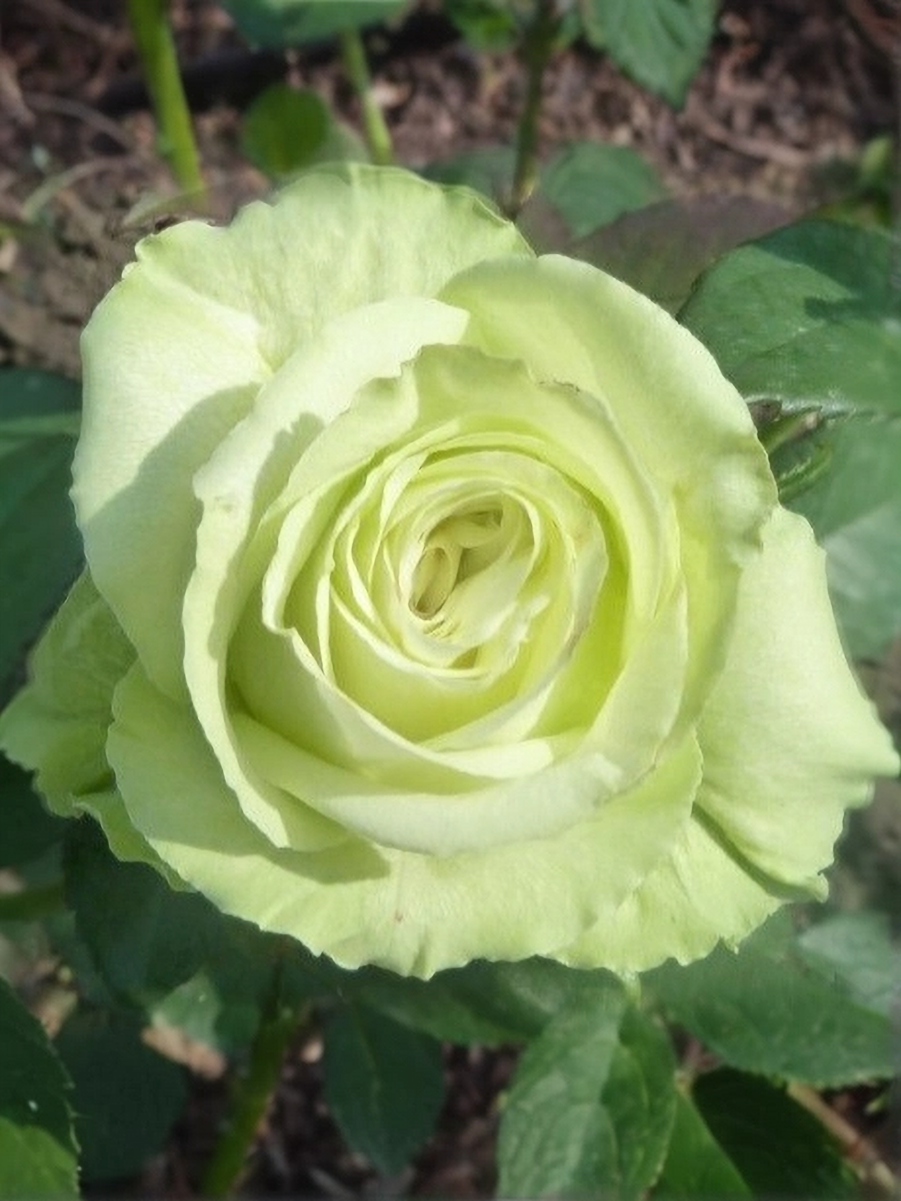 Амандина2_edited