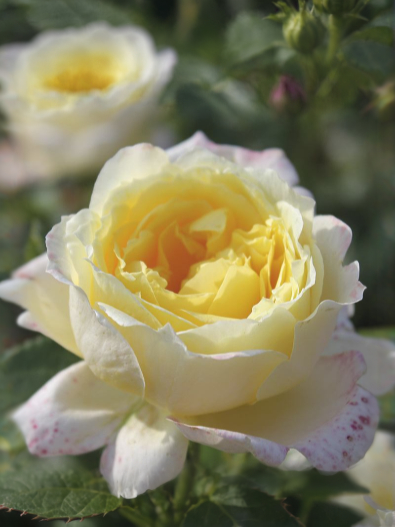 Амнести Интернешнл 5_edited_edited