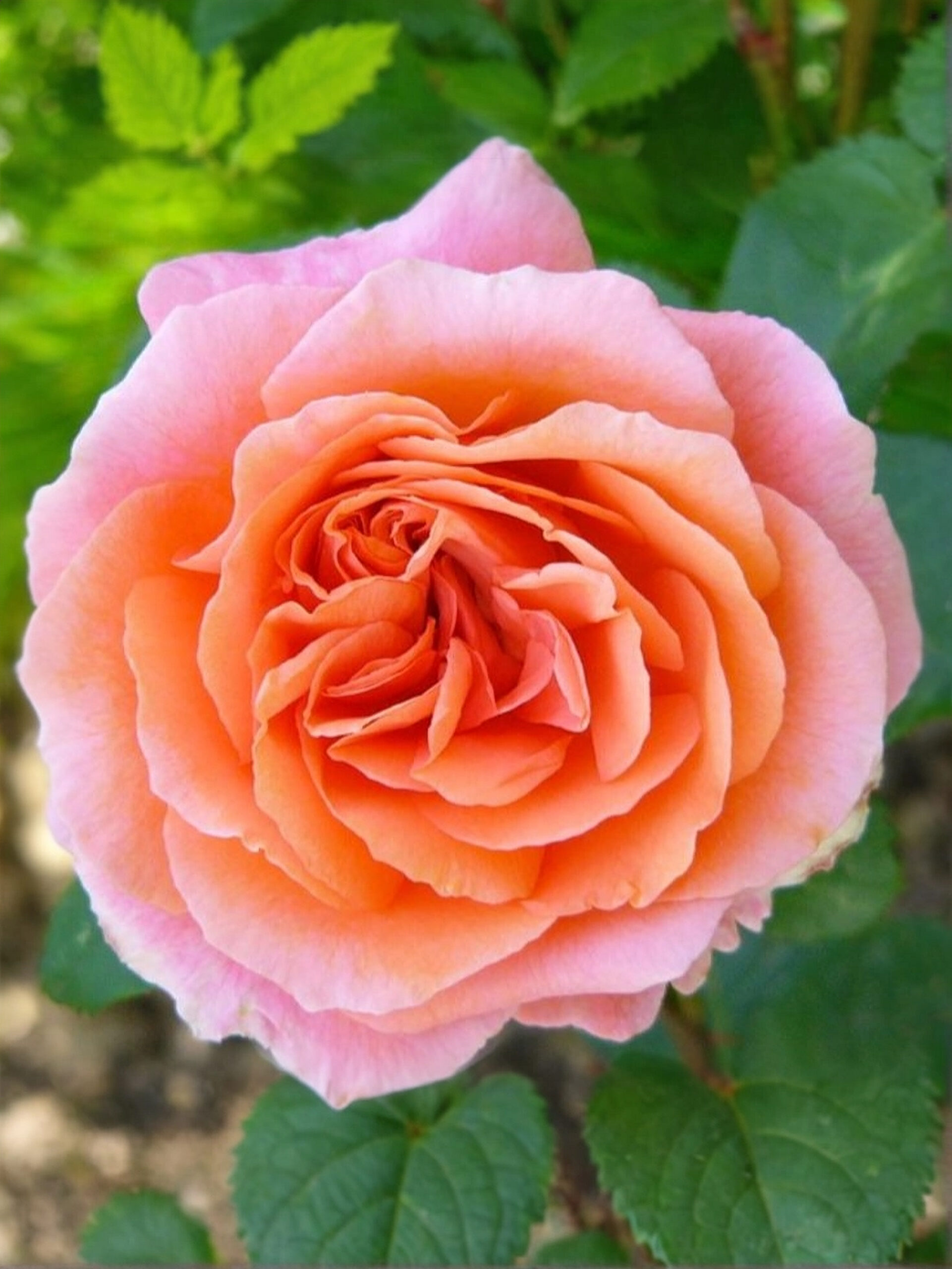 Амур де Молен 5_edited