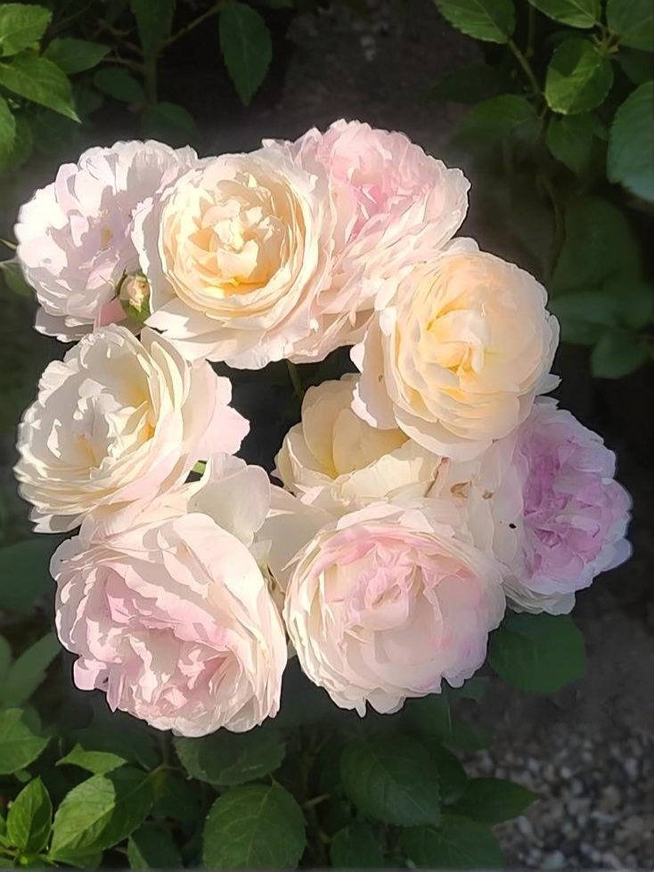 Андре Брише_edited