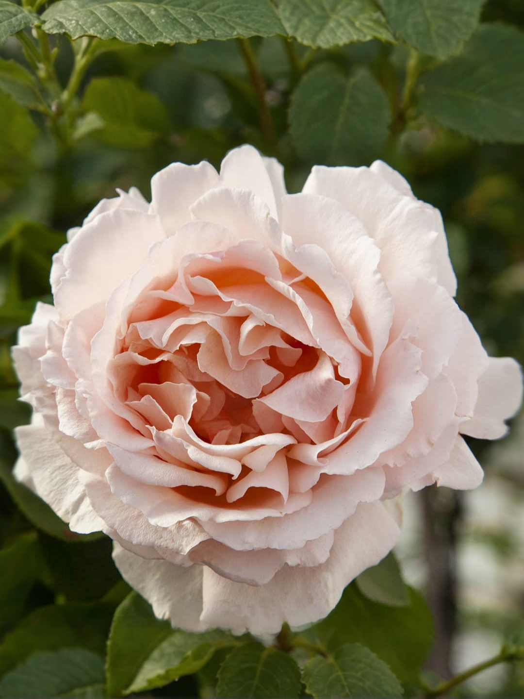 andre-le-notre-andre-le-notr-meilland-francija-2001_edited