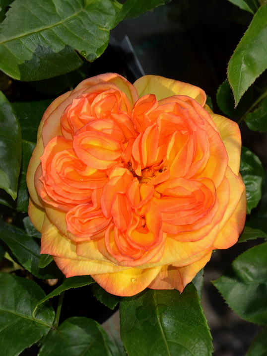 Анри Дельбар_edited_edited