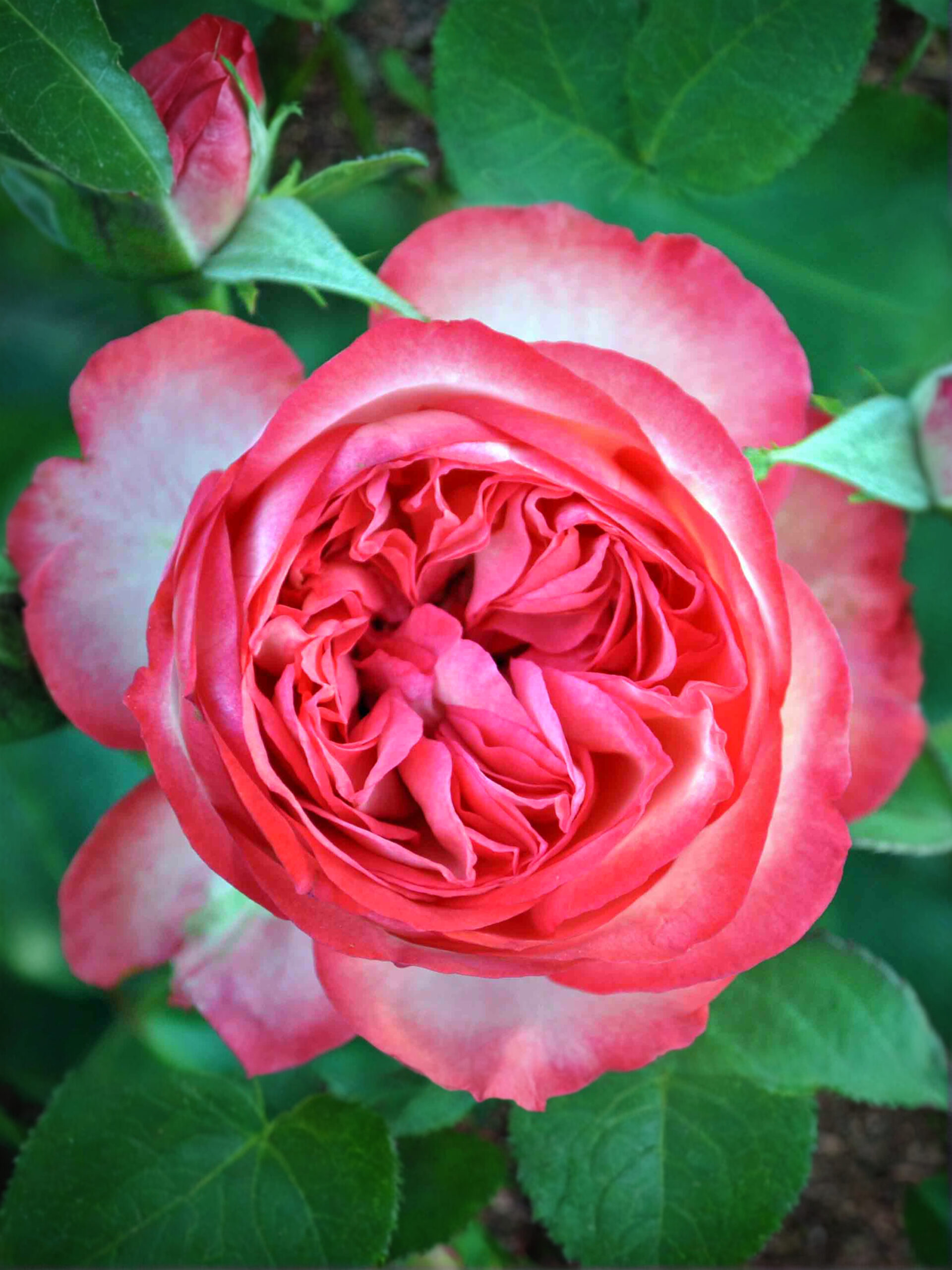 Антик 89_edited