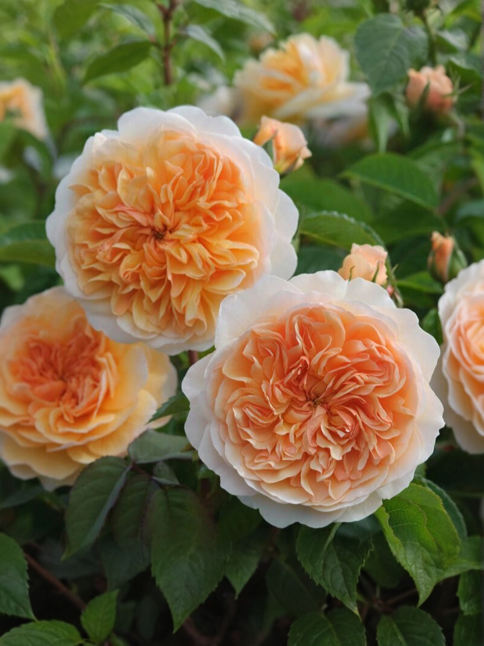 Априкот Скай2_edited