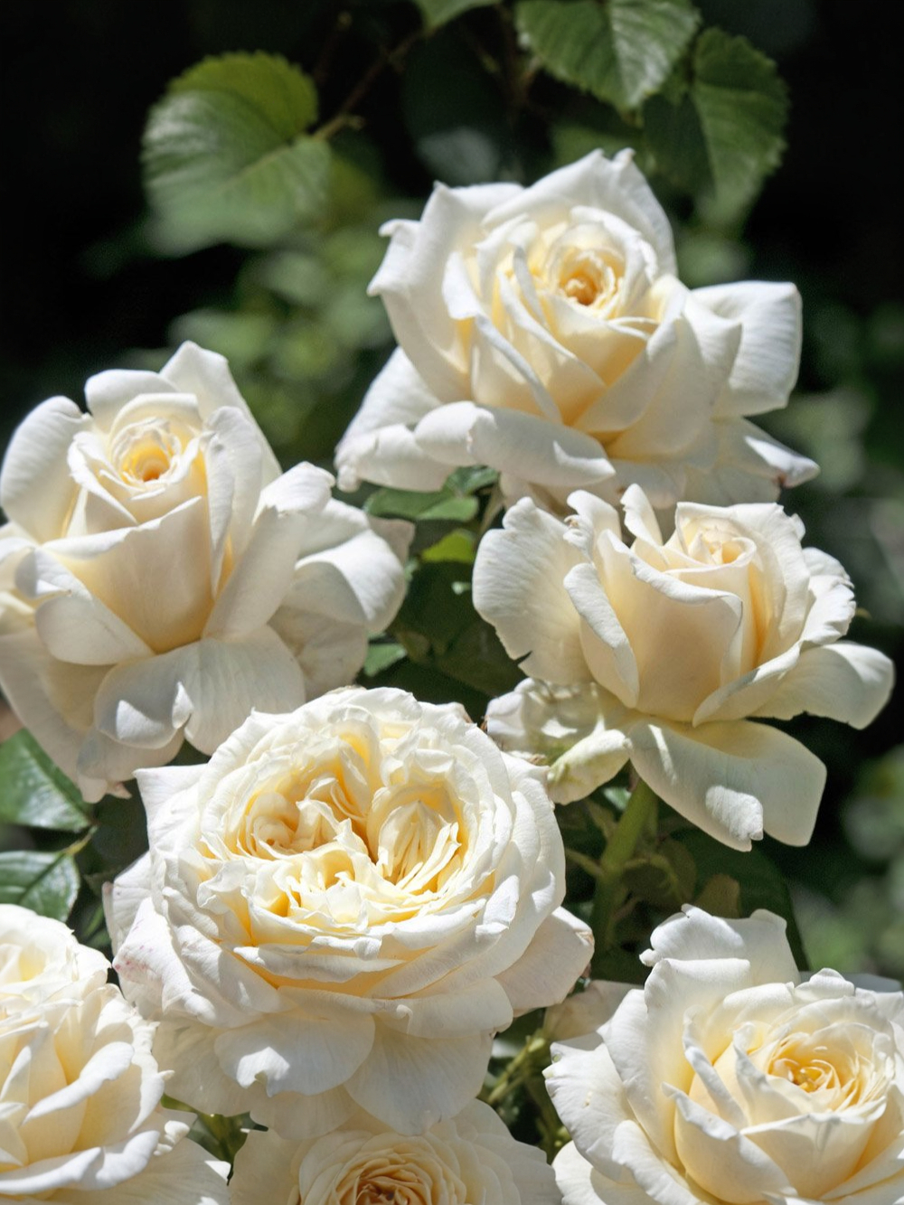 Ариана де Ротшильд 2_edited