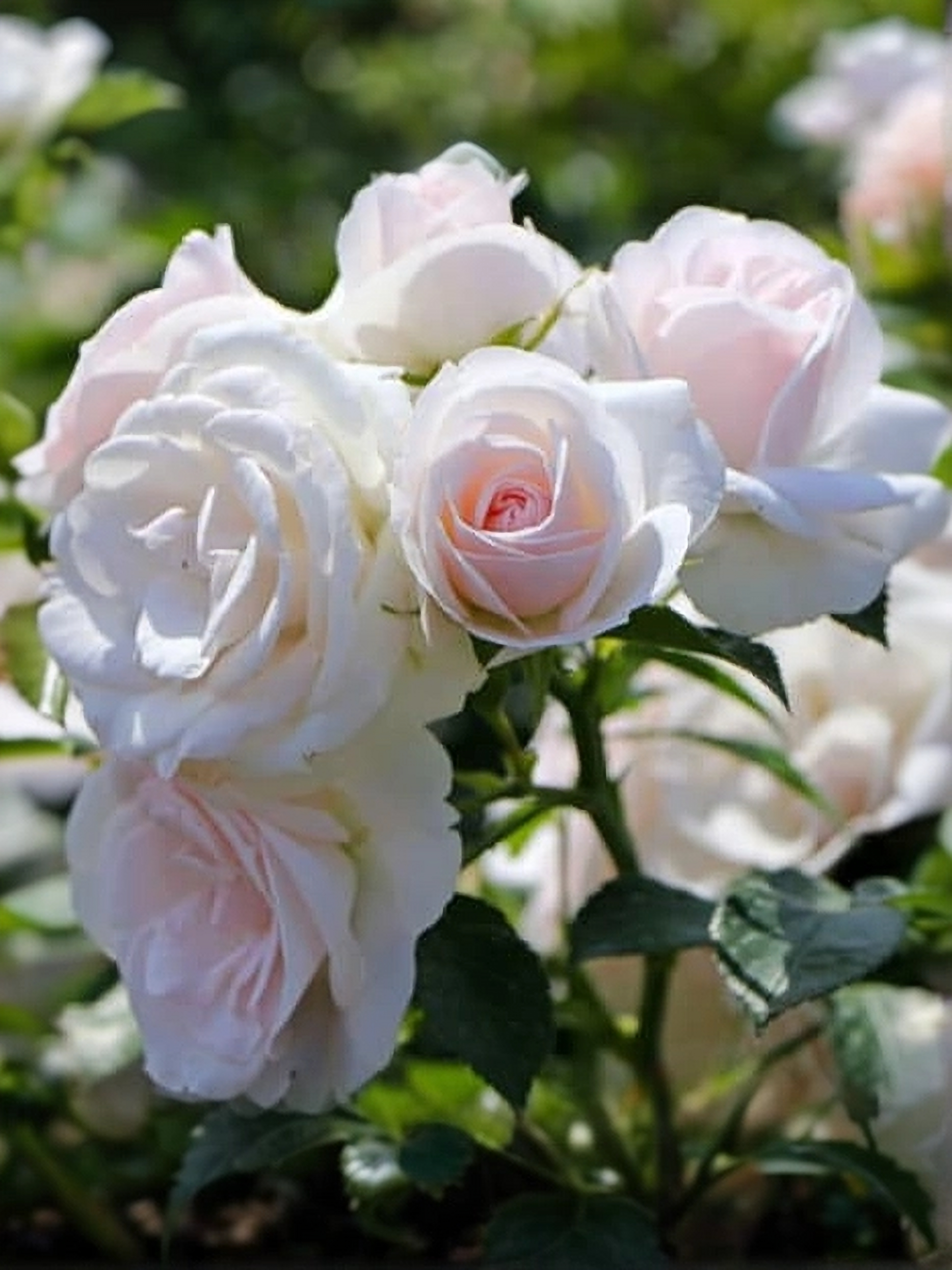 Аспирин_edited_edited