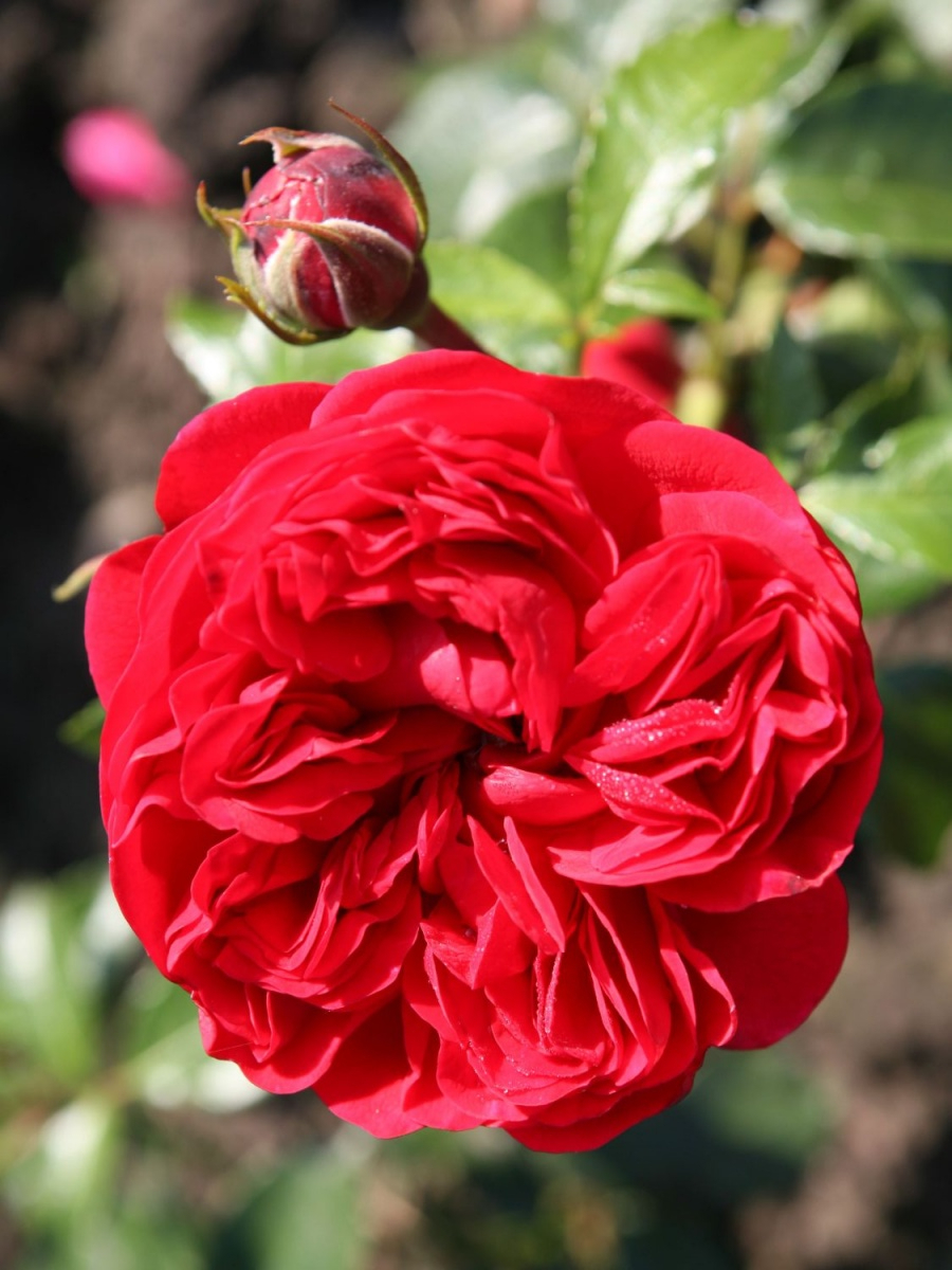 аут оф розенхайм2_edited_edited