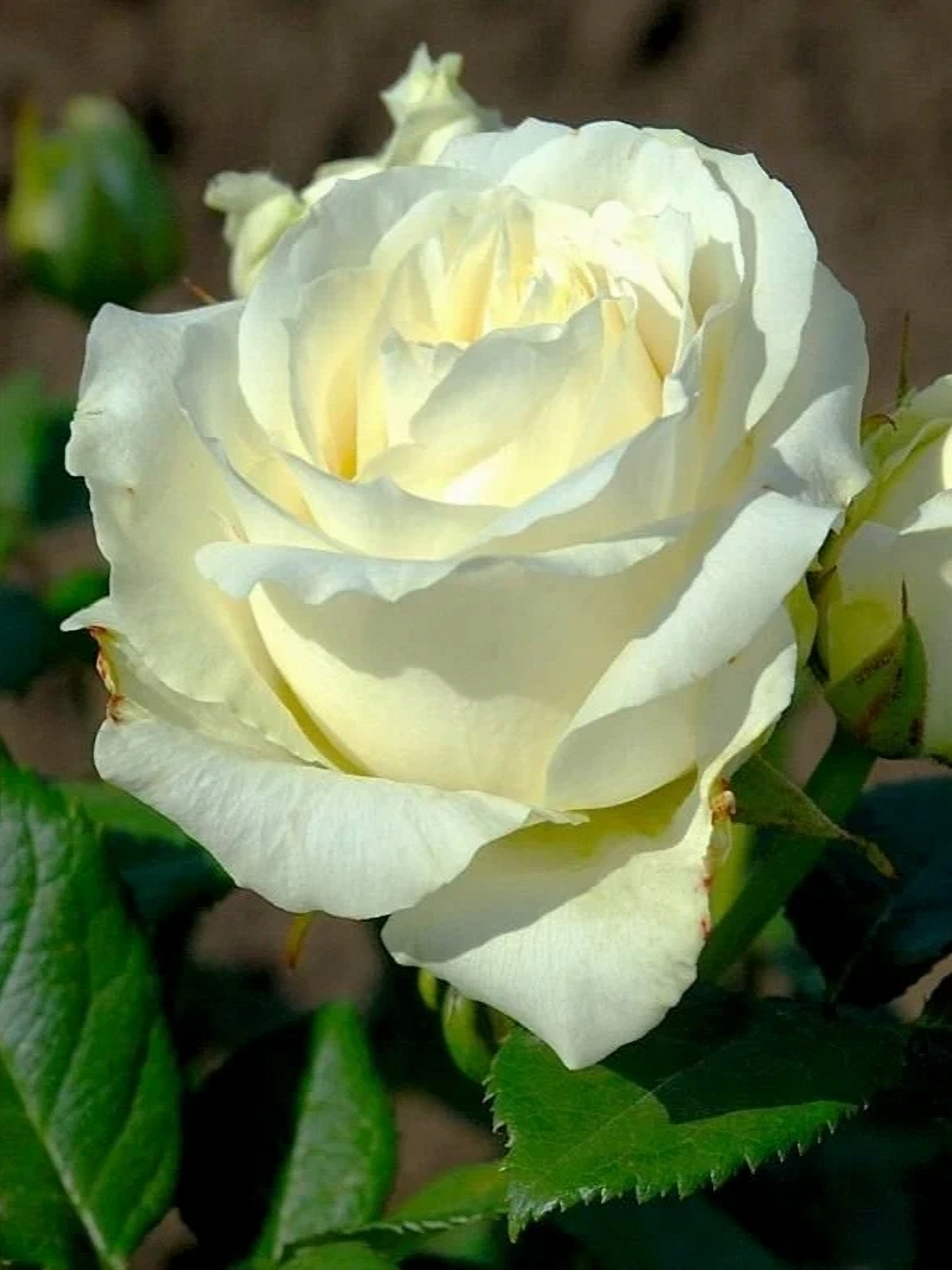 аваланж_edited_edited