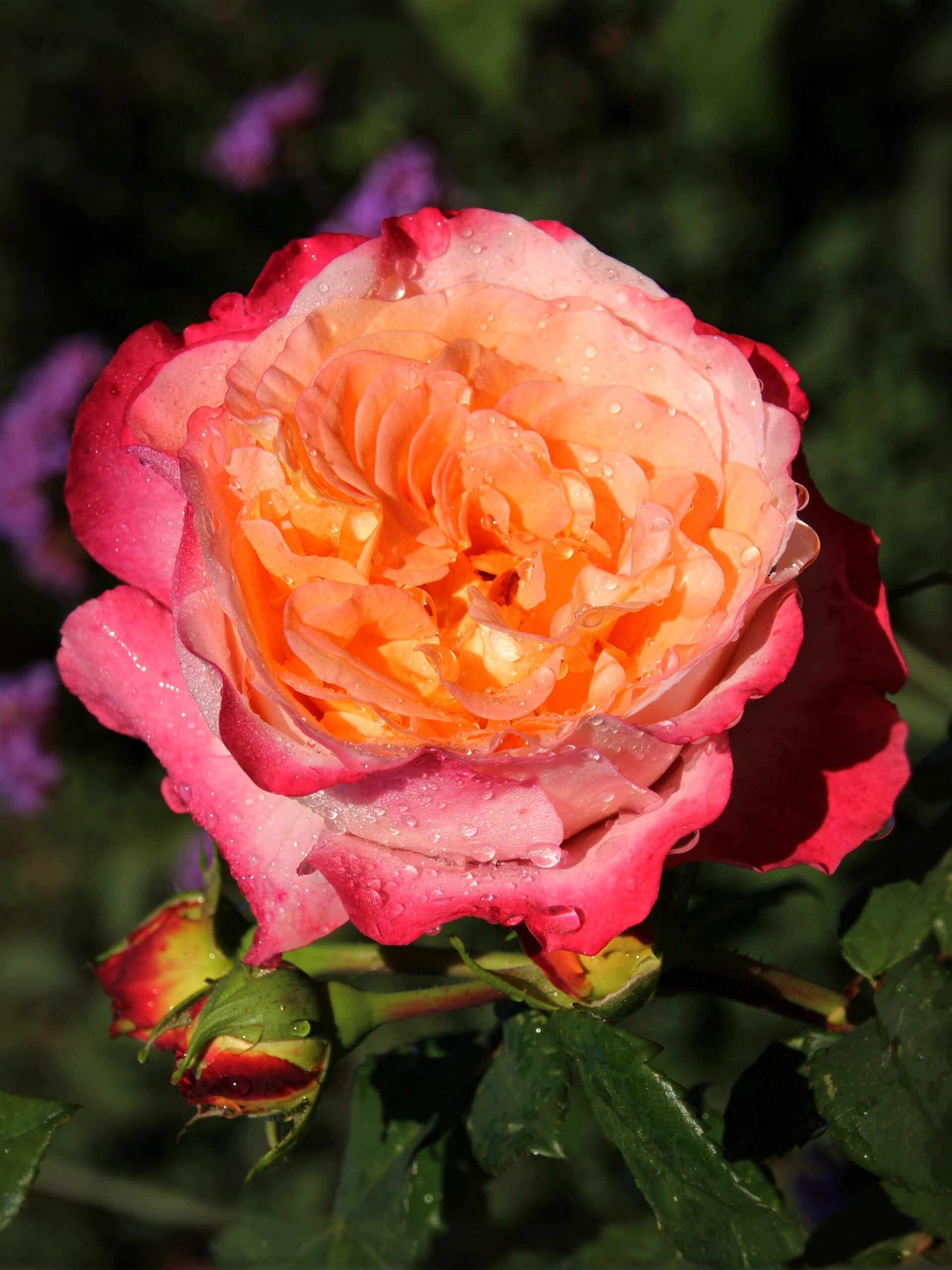 Августа Луиза